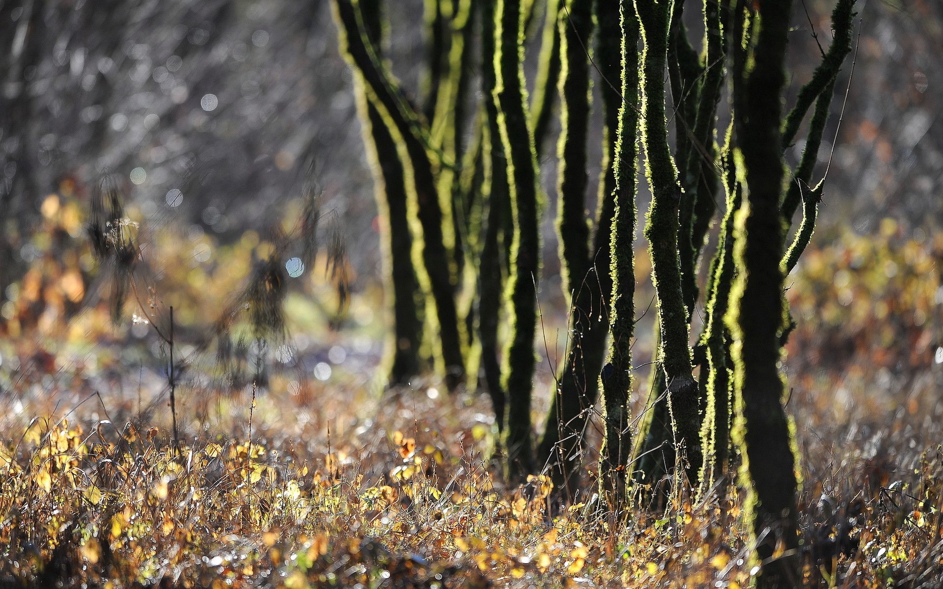 erba alberi natura