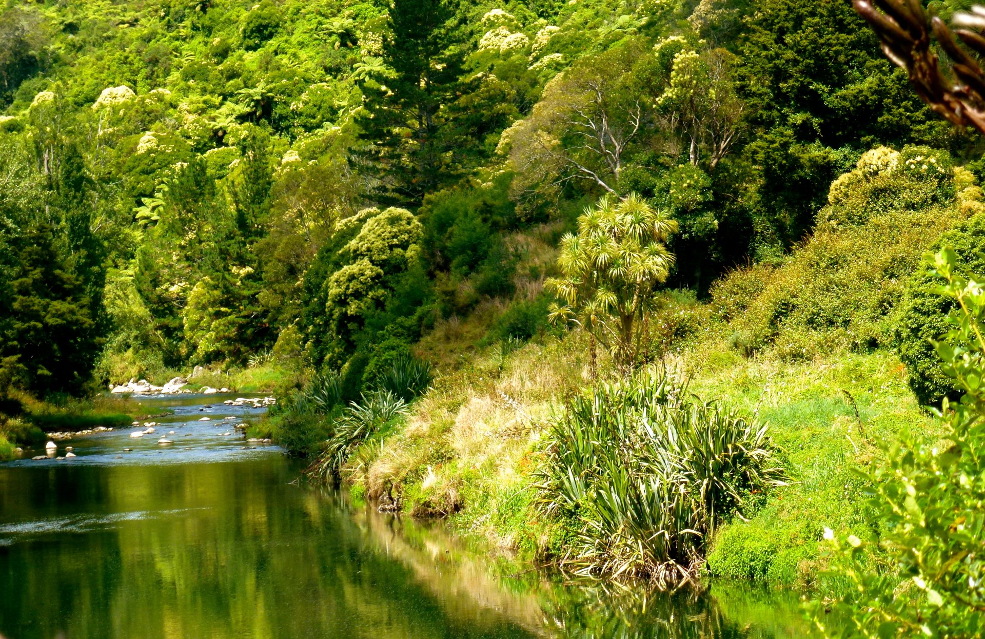 forest river nature ohinemuri river