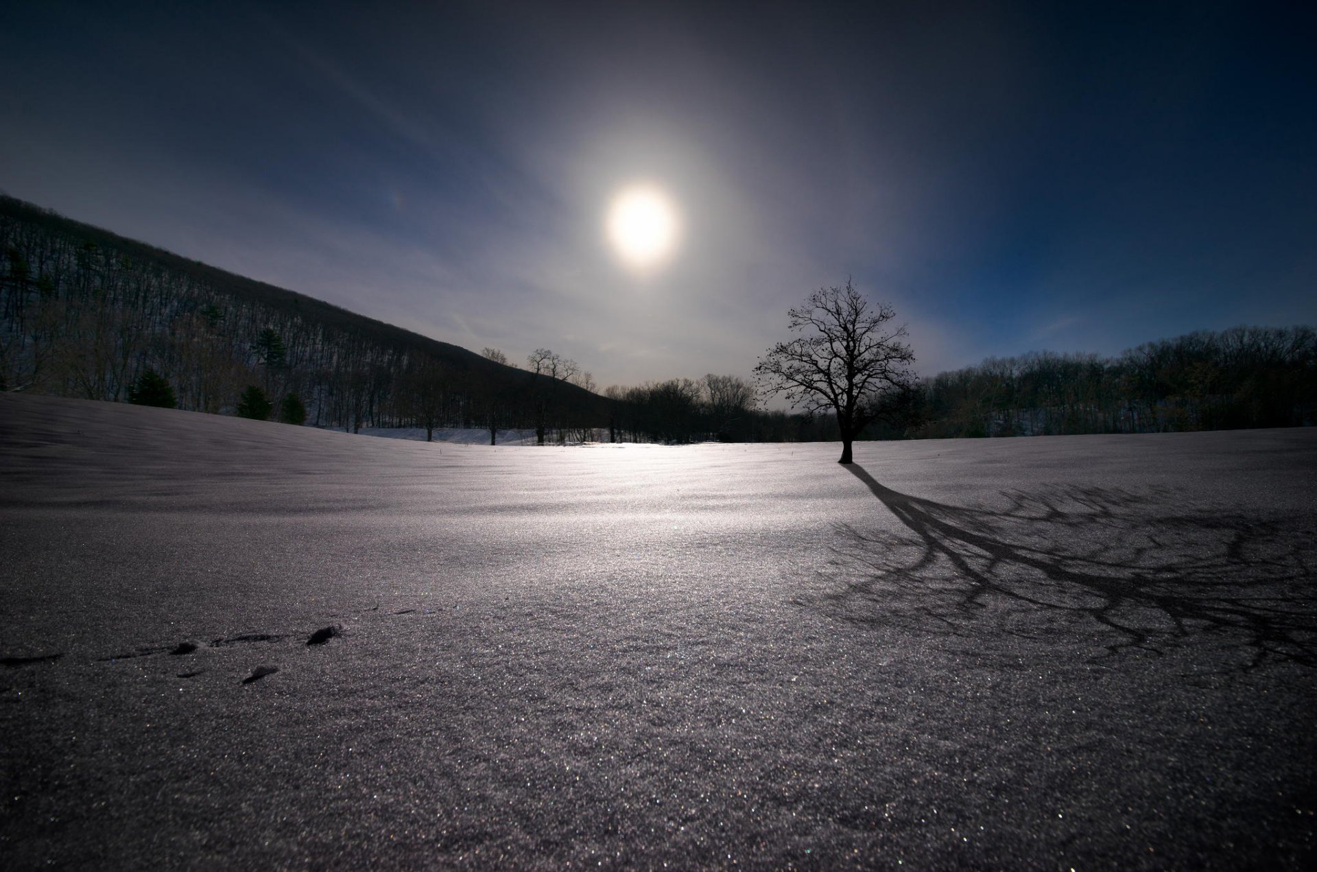 neige bois chêne