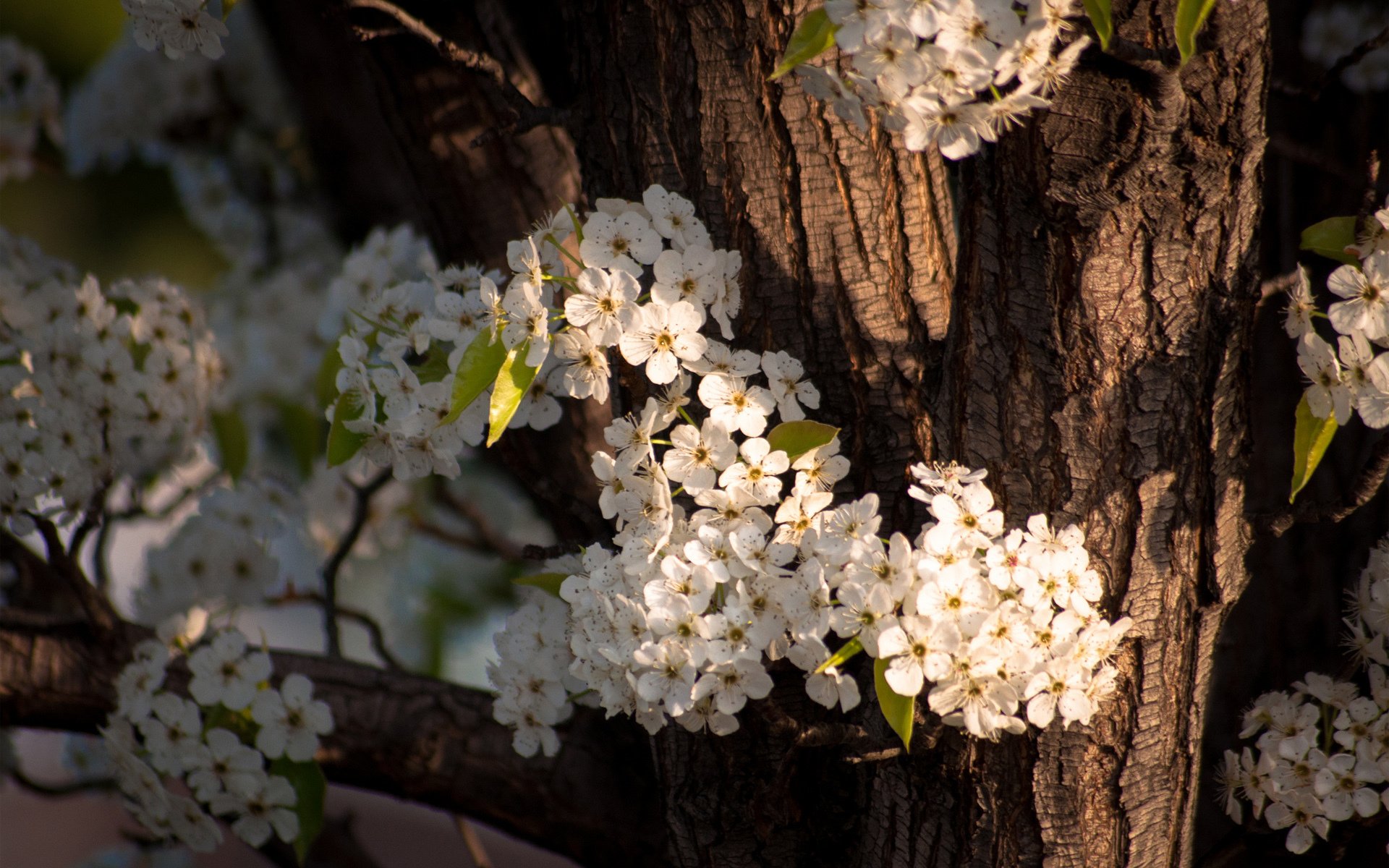 albero tronco corteccia fioritura fiori primavera