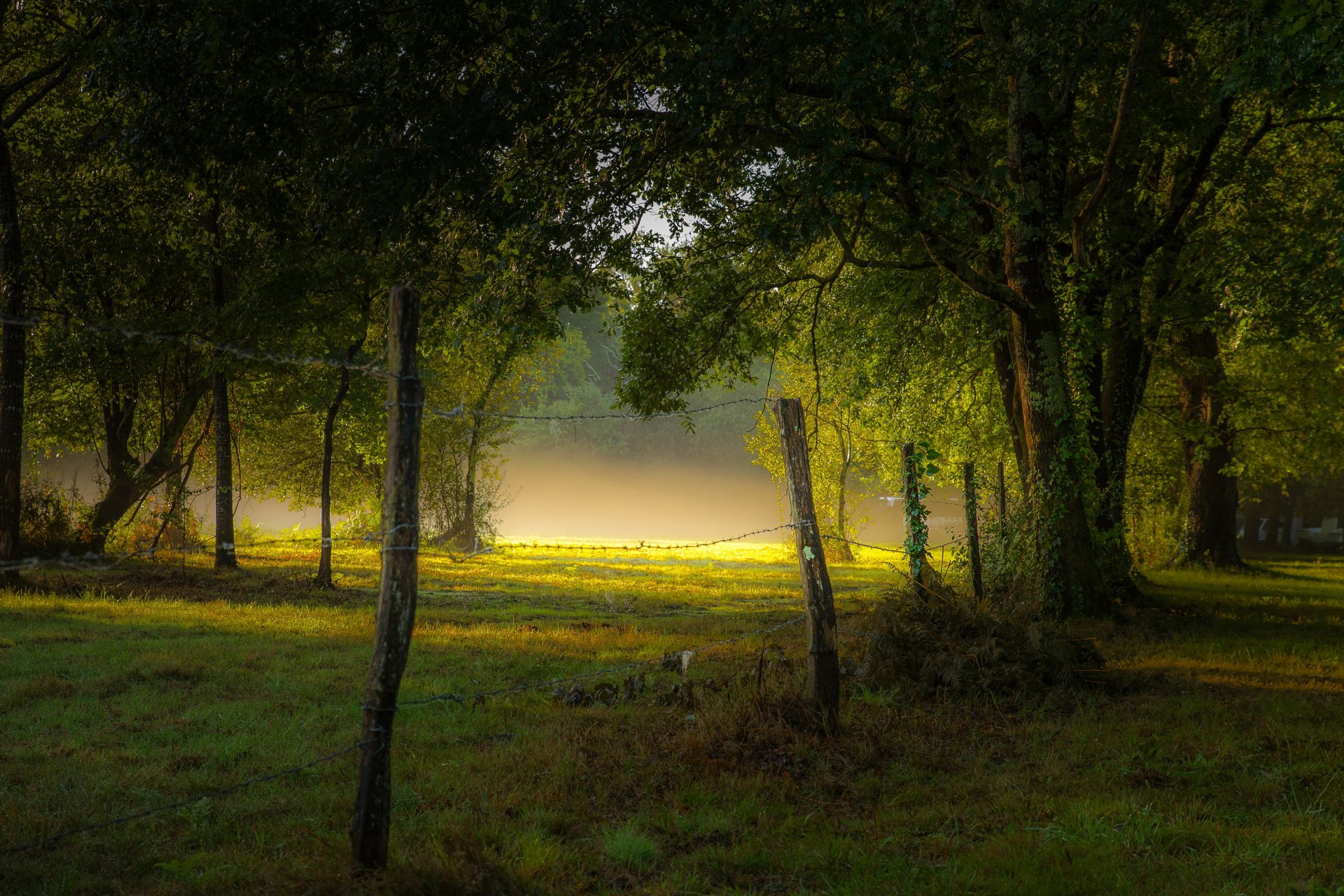 park fence fog morning summer