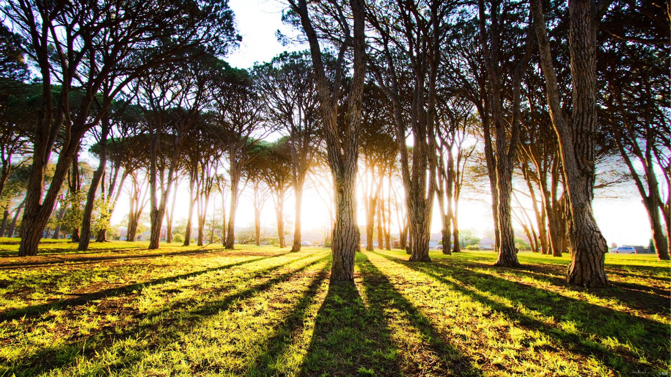 foresta alberi tronchi luce sole raggi mattina alba