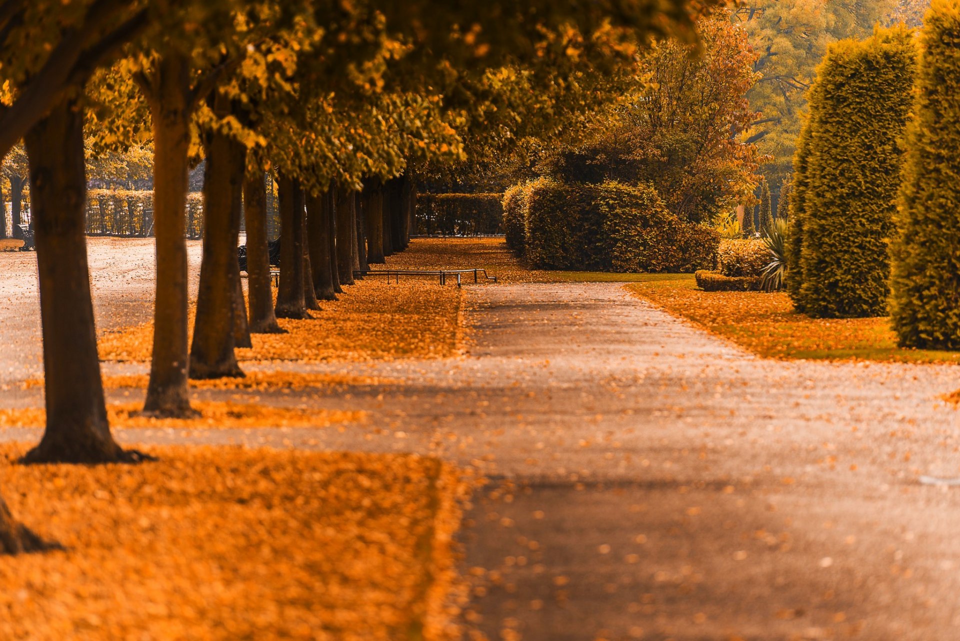 natura foresta parco alberi foglie colorato strada autunno caduta colori passeggiata