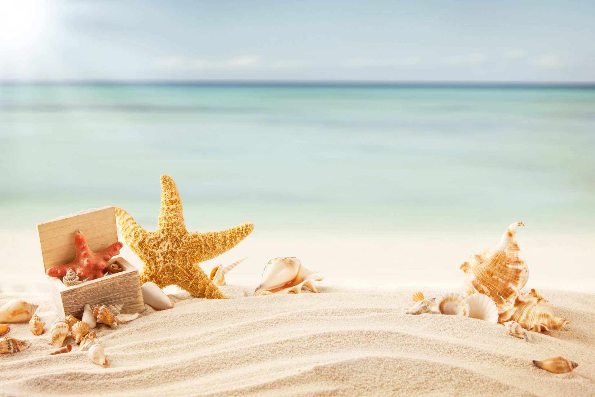 tropics sea beach sand shells starfish