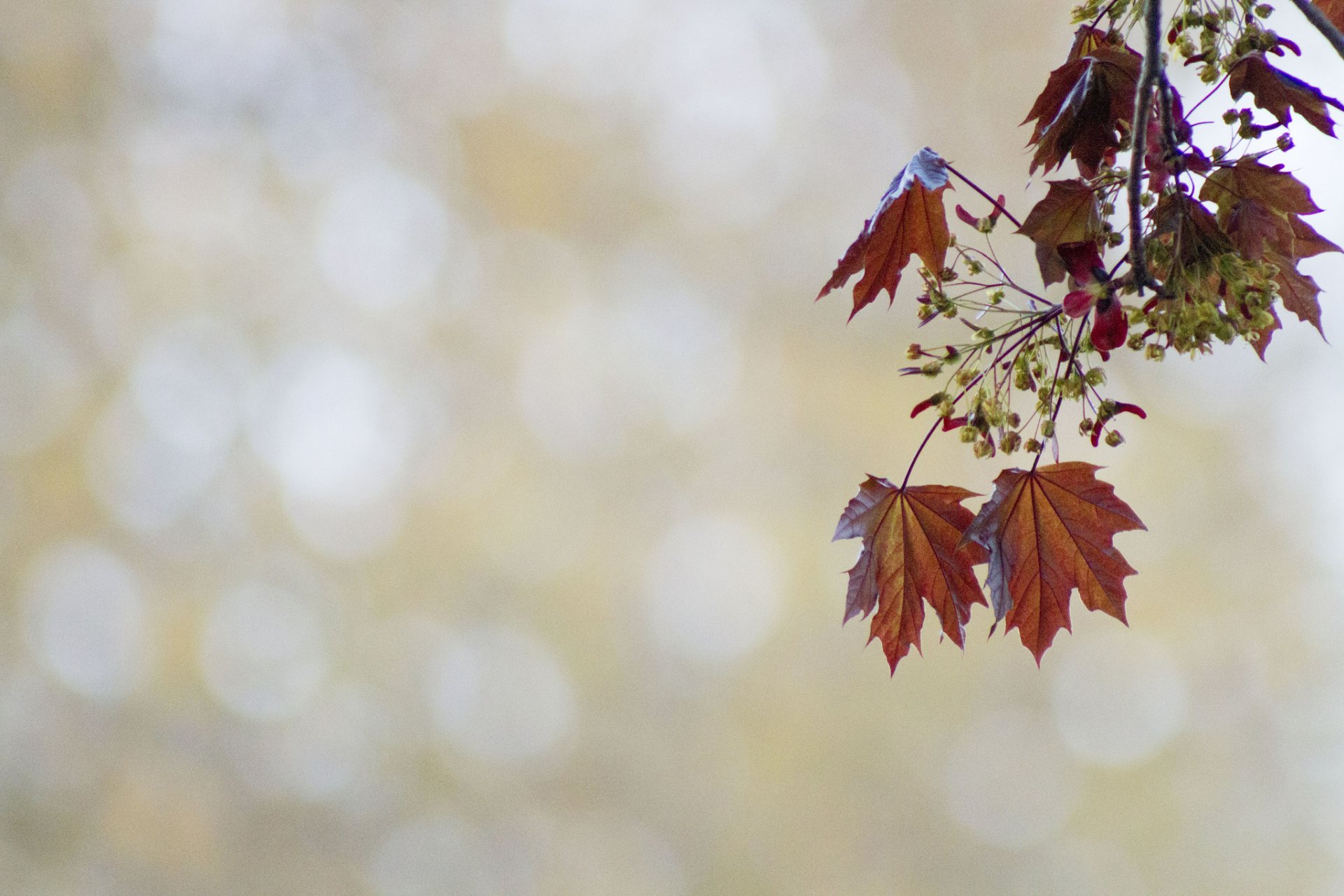 zweig ahorn blüte blätter hintergrund