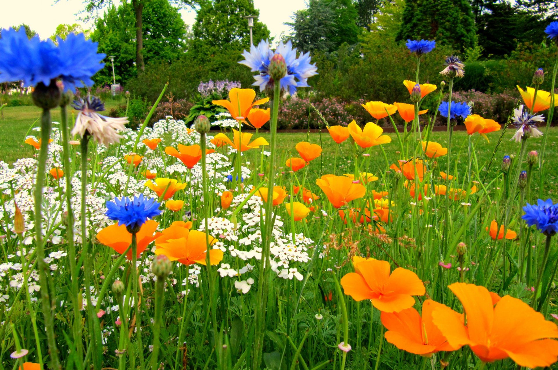 feld wiese garten gras blumen