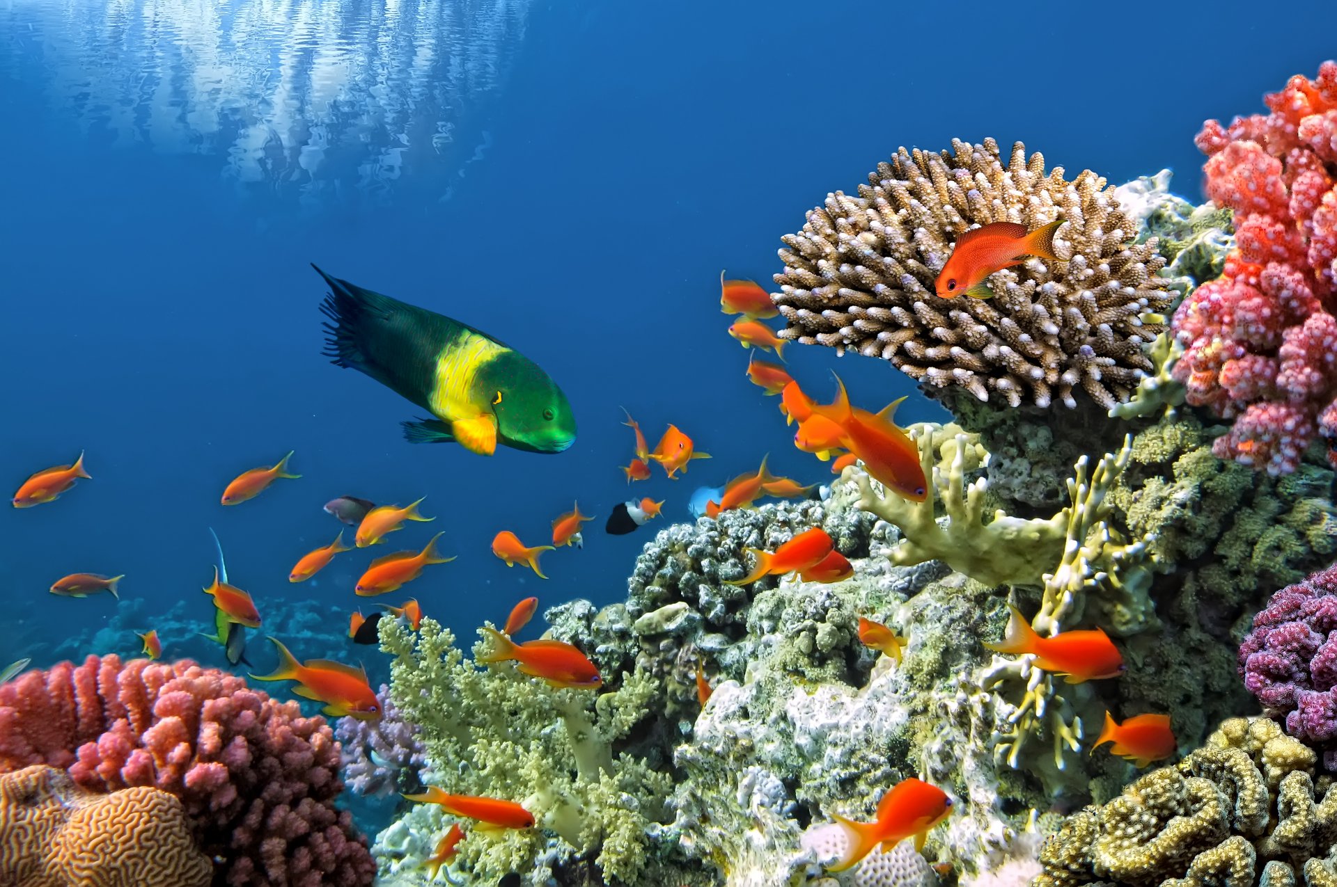 tropical corail récif eau océan monde sous-marin récif de corail poissons