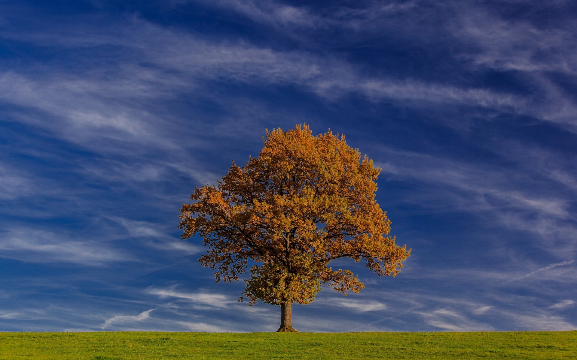 baviera alemania cielo árbol