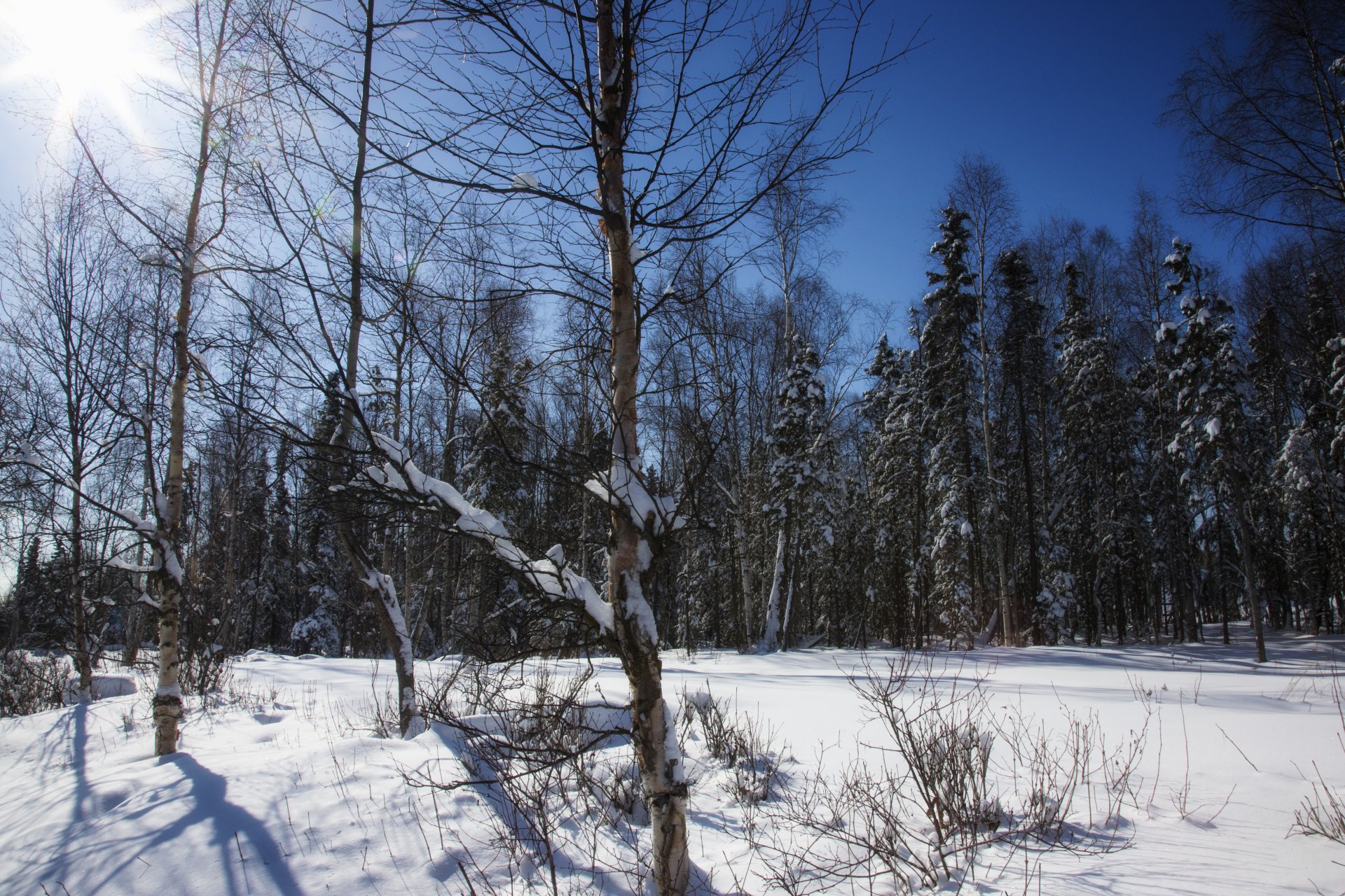 forest tree winter snow sky sun