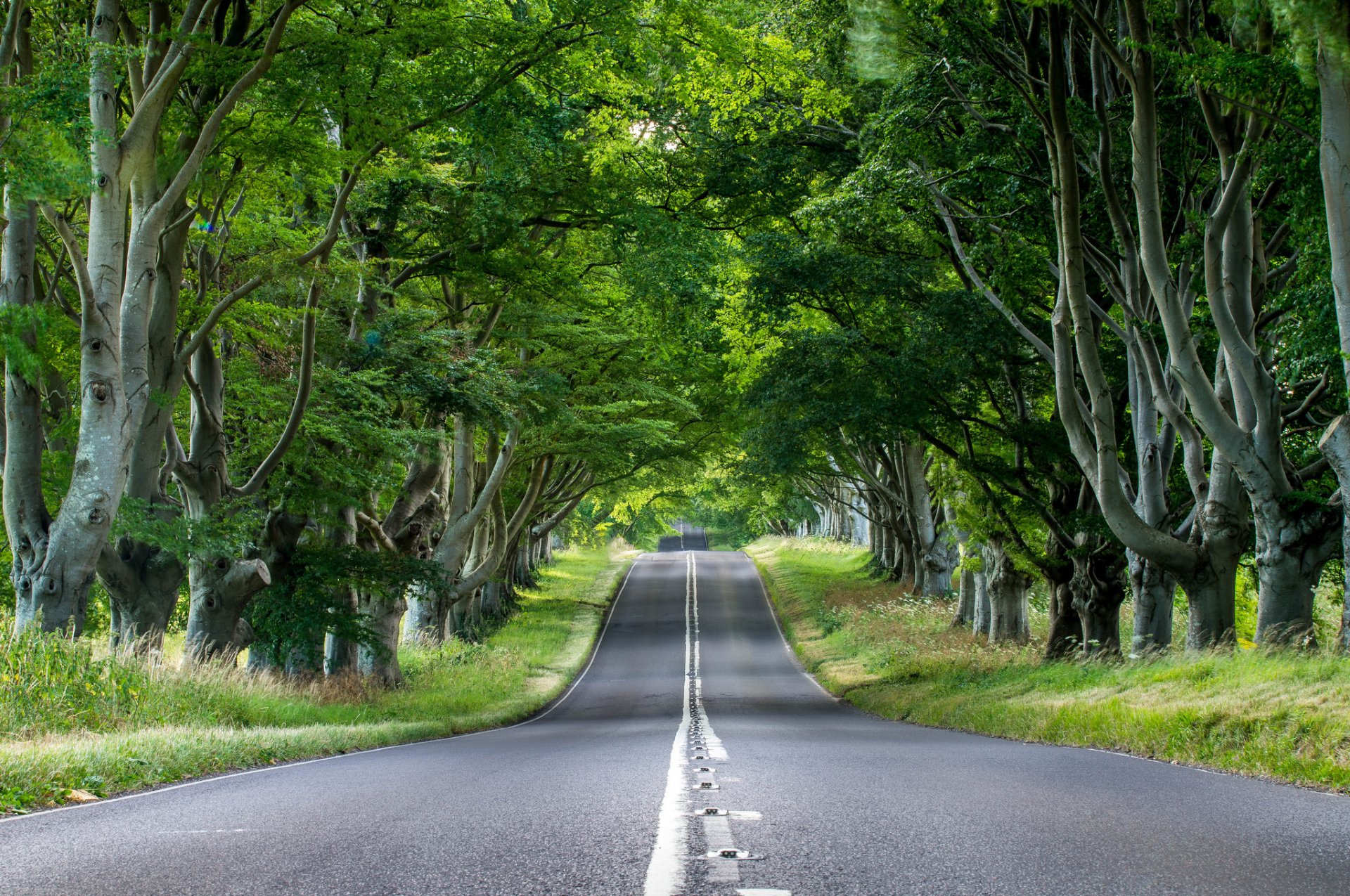 angleterre route asphalte arbres troncs feuillage herbe verdure nature