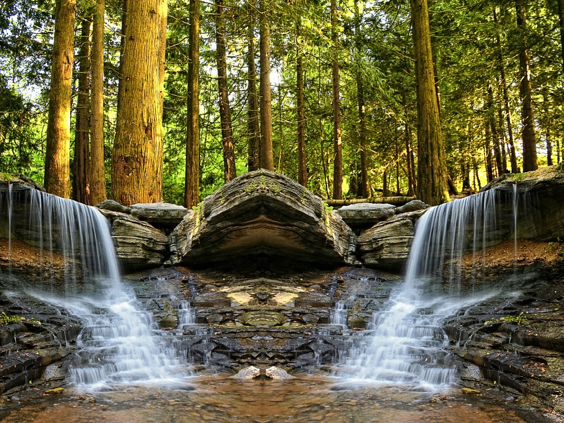 foresta alberi ruscello cascata pietre tartaruga