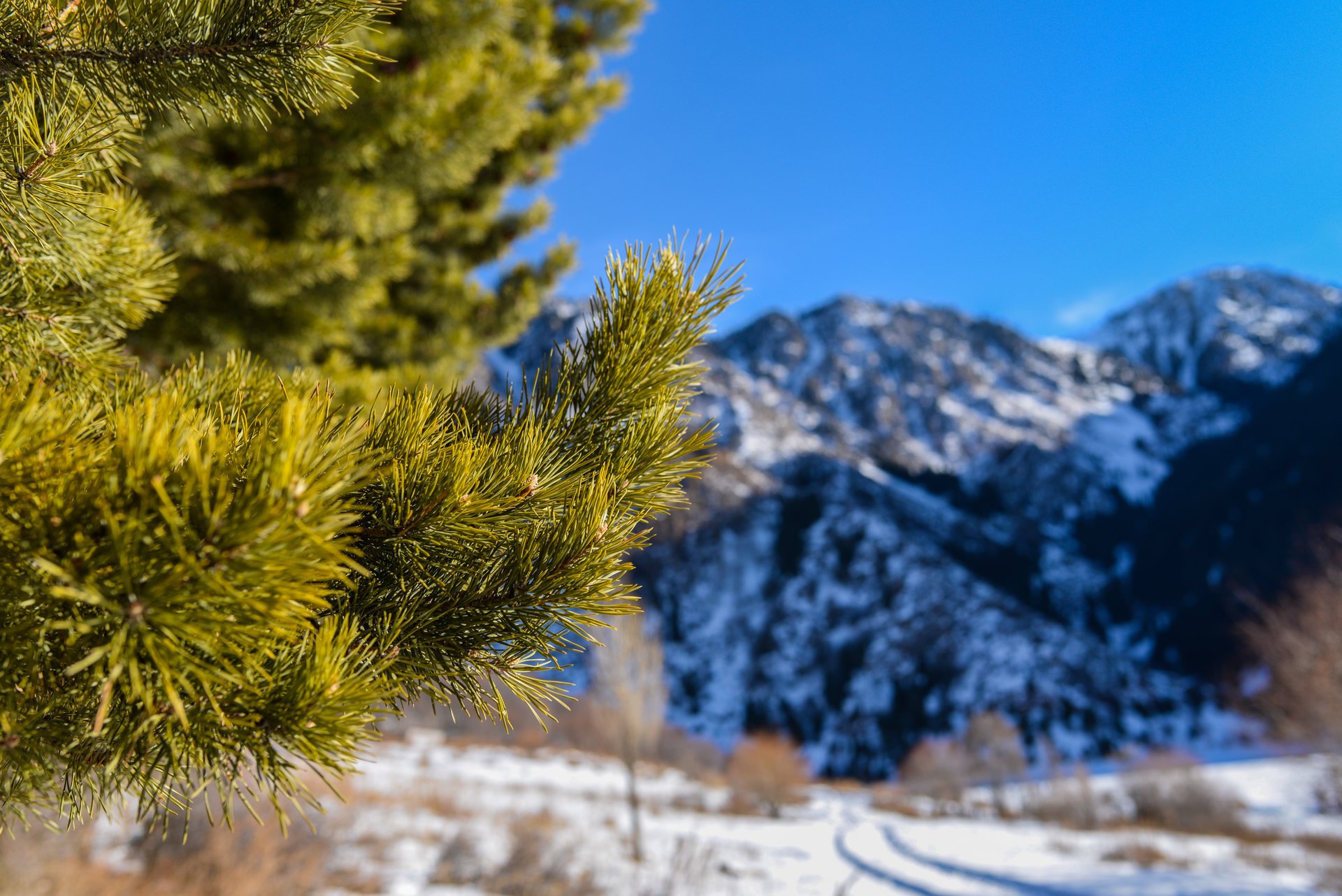 nature close up spruce pine needle branches mountain snow