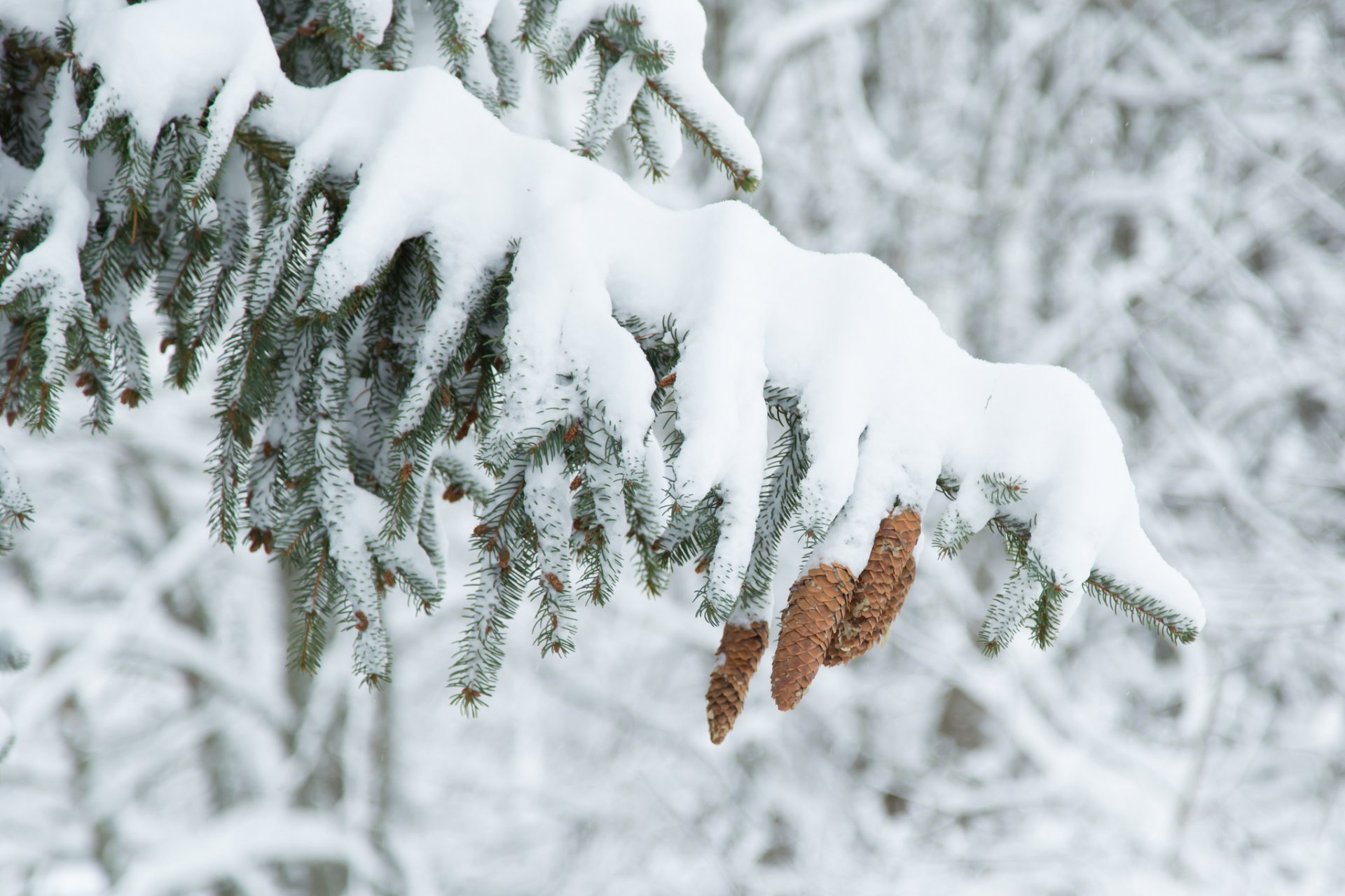 albero albero di natale abete rosso coni inverno neve