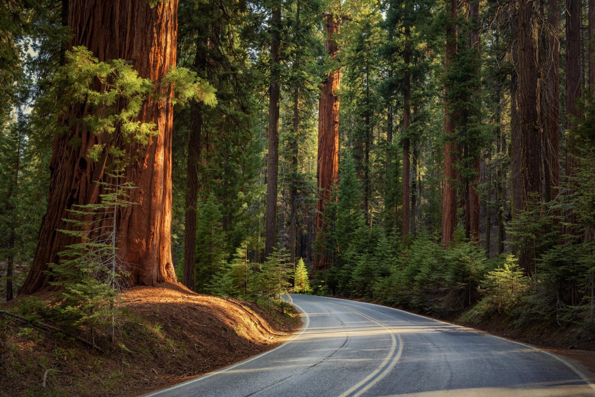 natura strada foresta aghi sequoie alberi