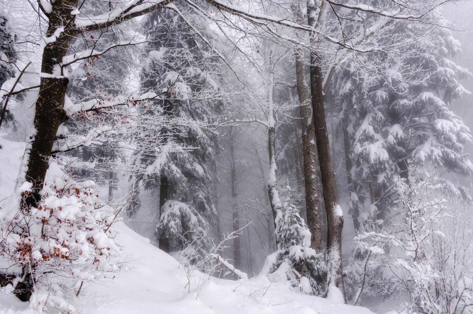 winter snow forest nature