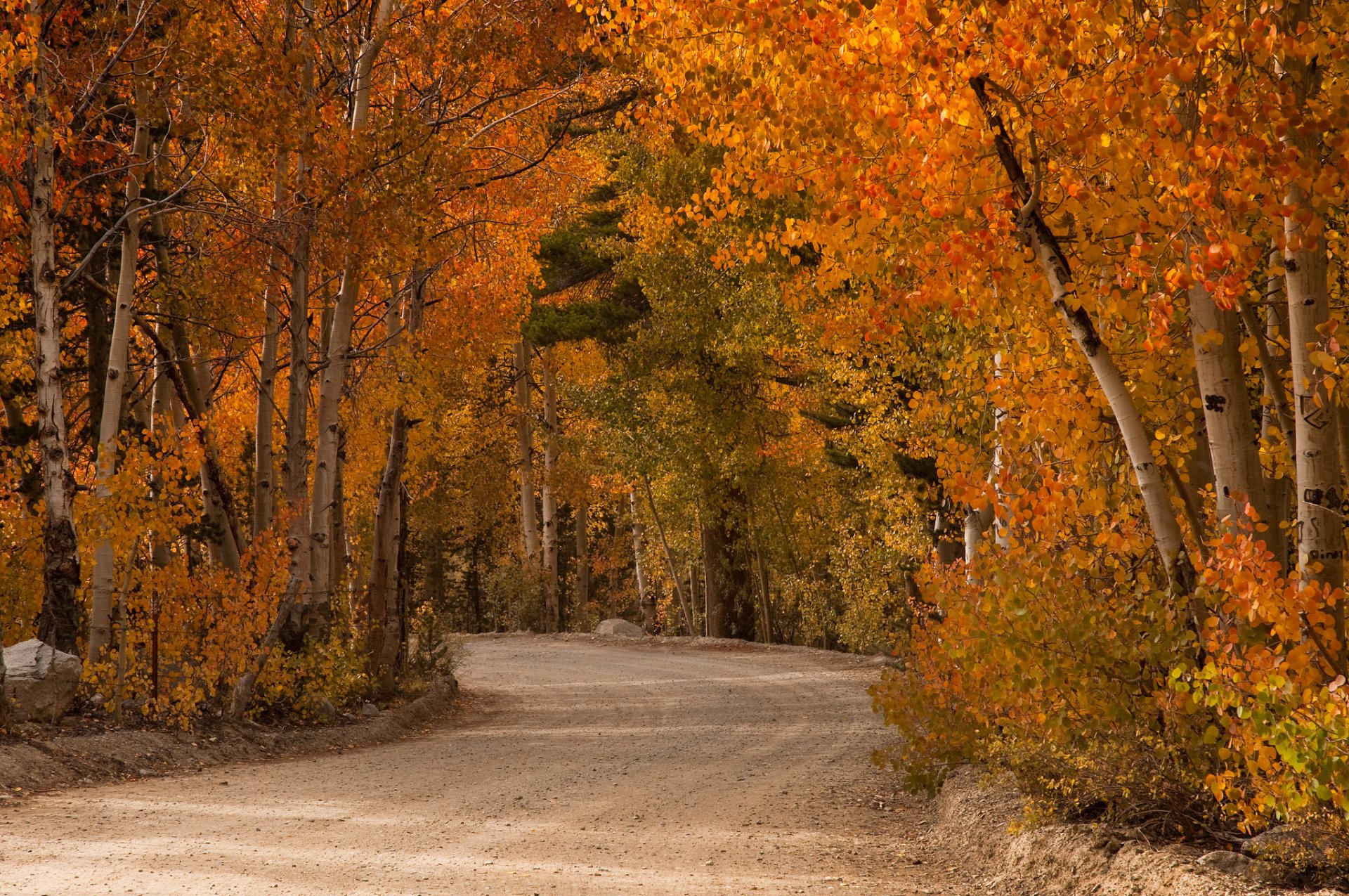 autumn september road tree poplar osinoobrazny paint