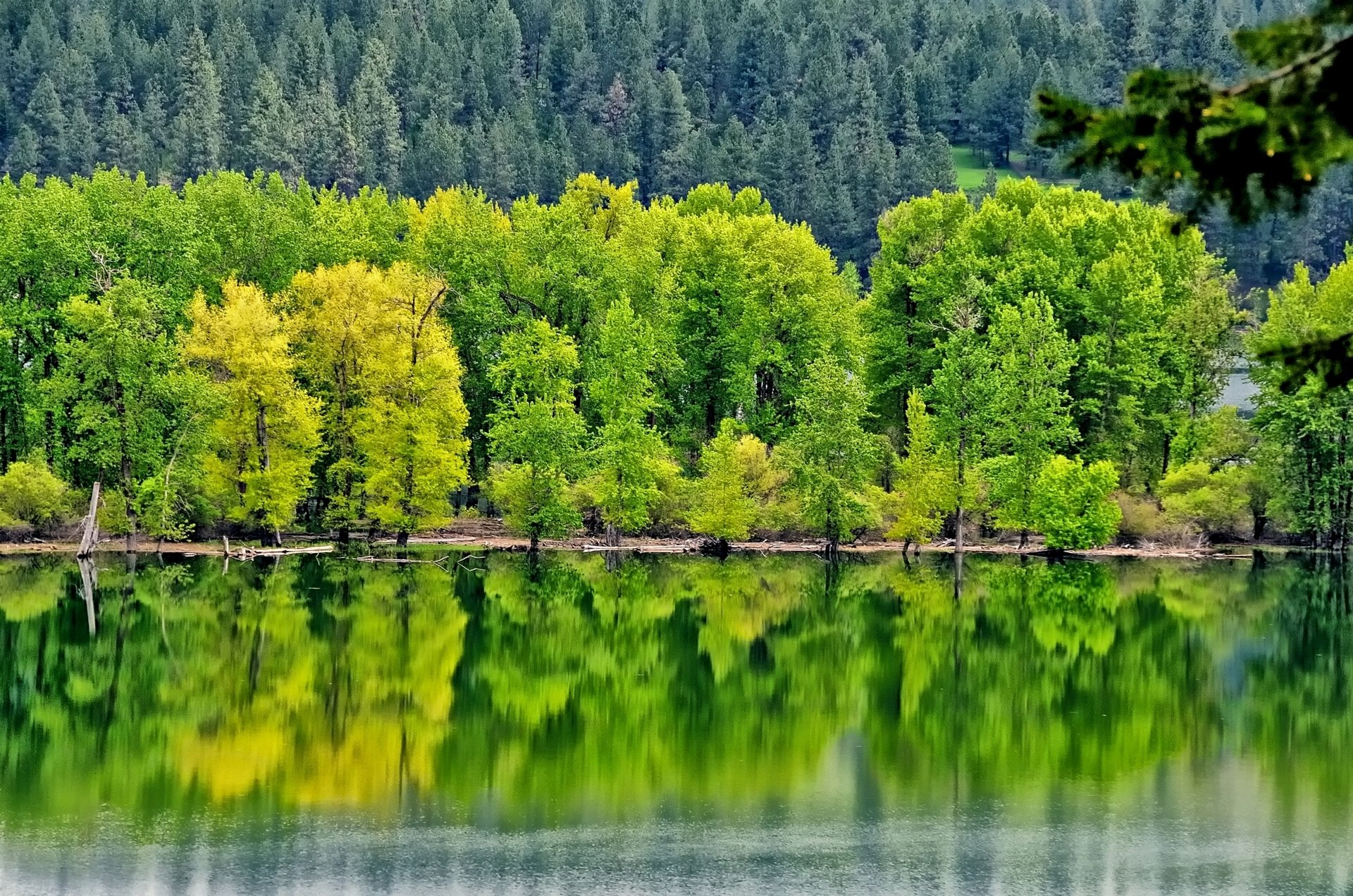 river forest tree reflection