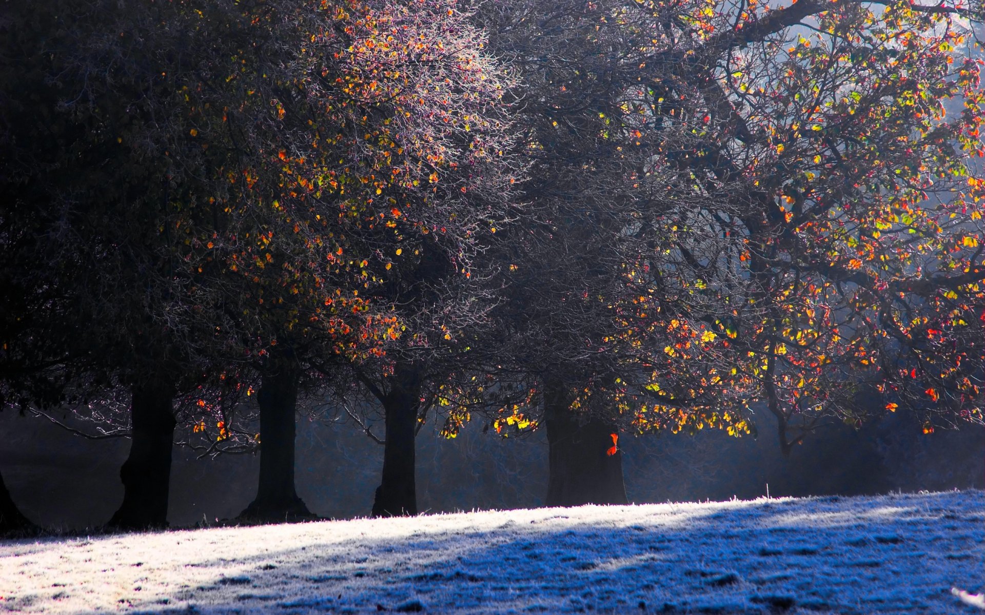 herbst wald bäume frost