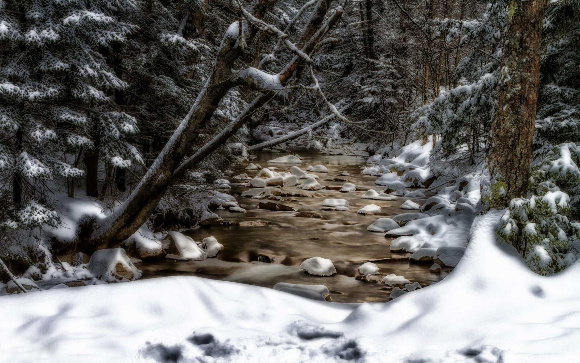 new hampshire creek tree snow