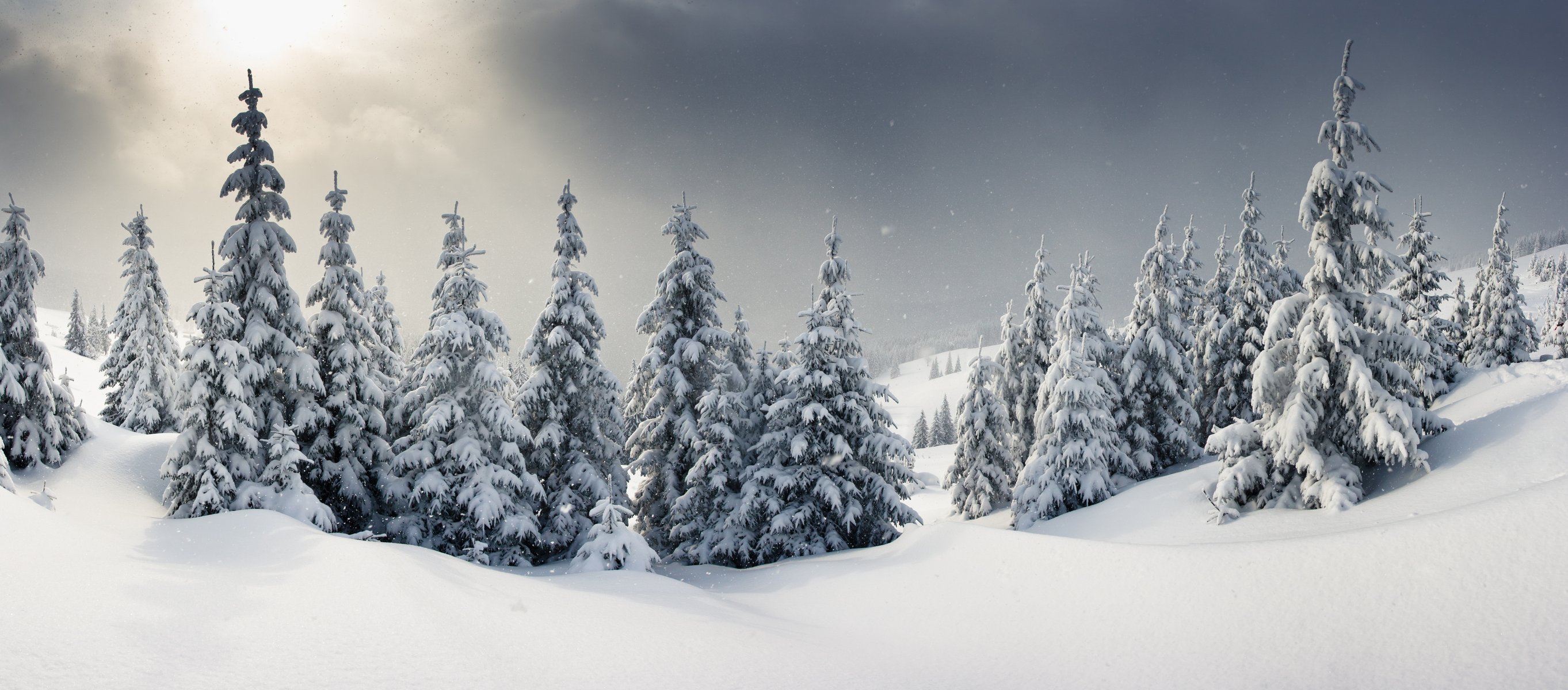 winter landscape snow winter christmas tree