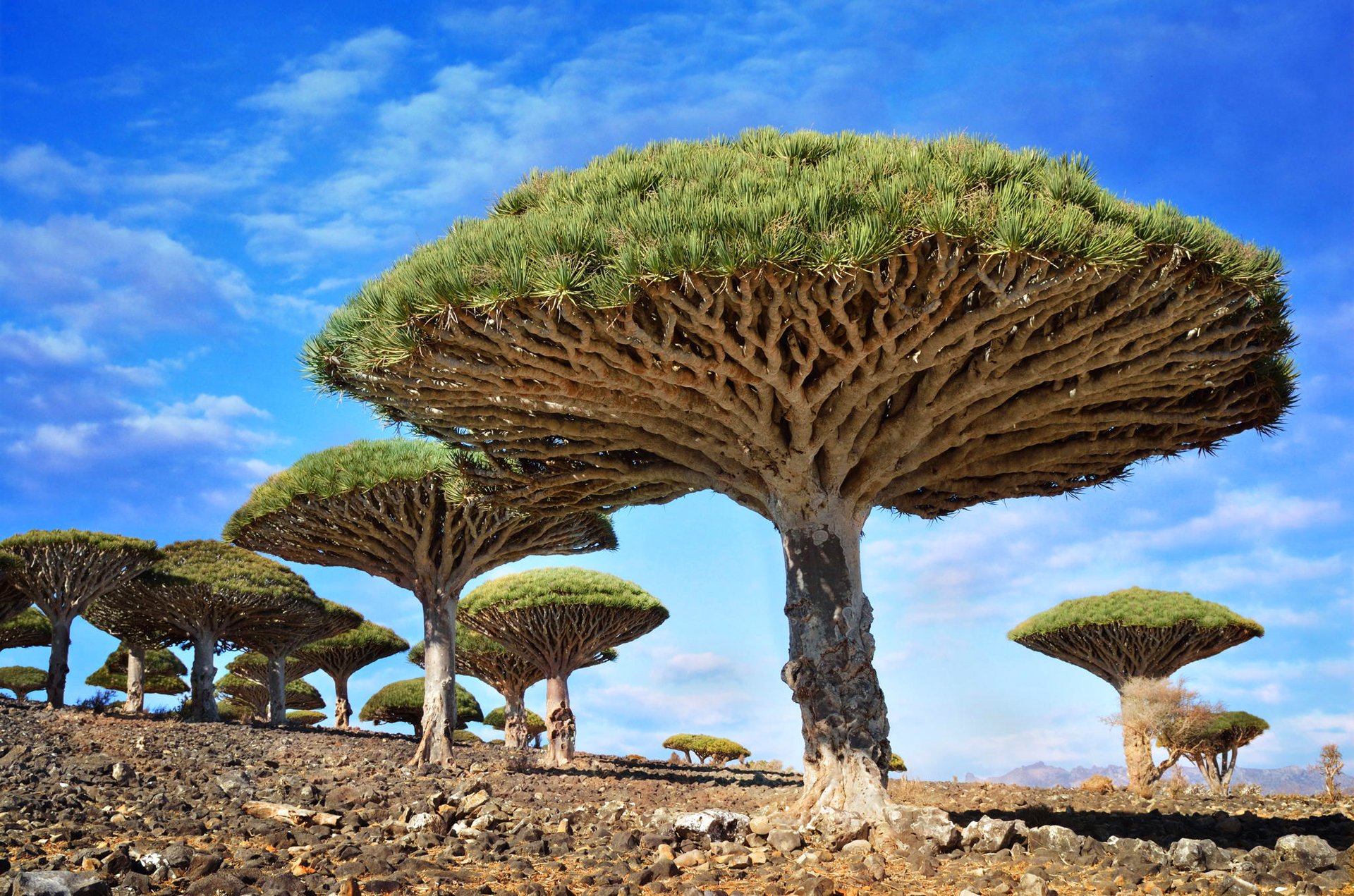 dracaena rouge cinabre dracaena socotra mer d arabie ciel nuages arbres pierres parapluie