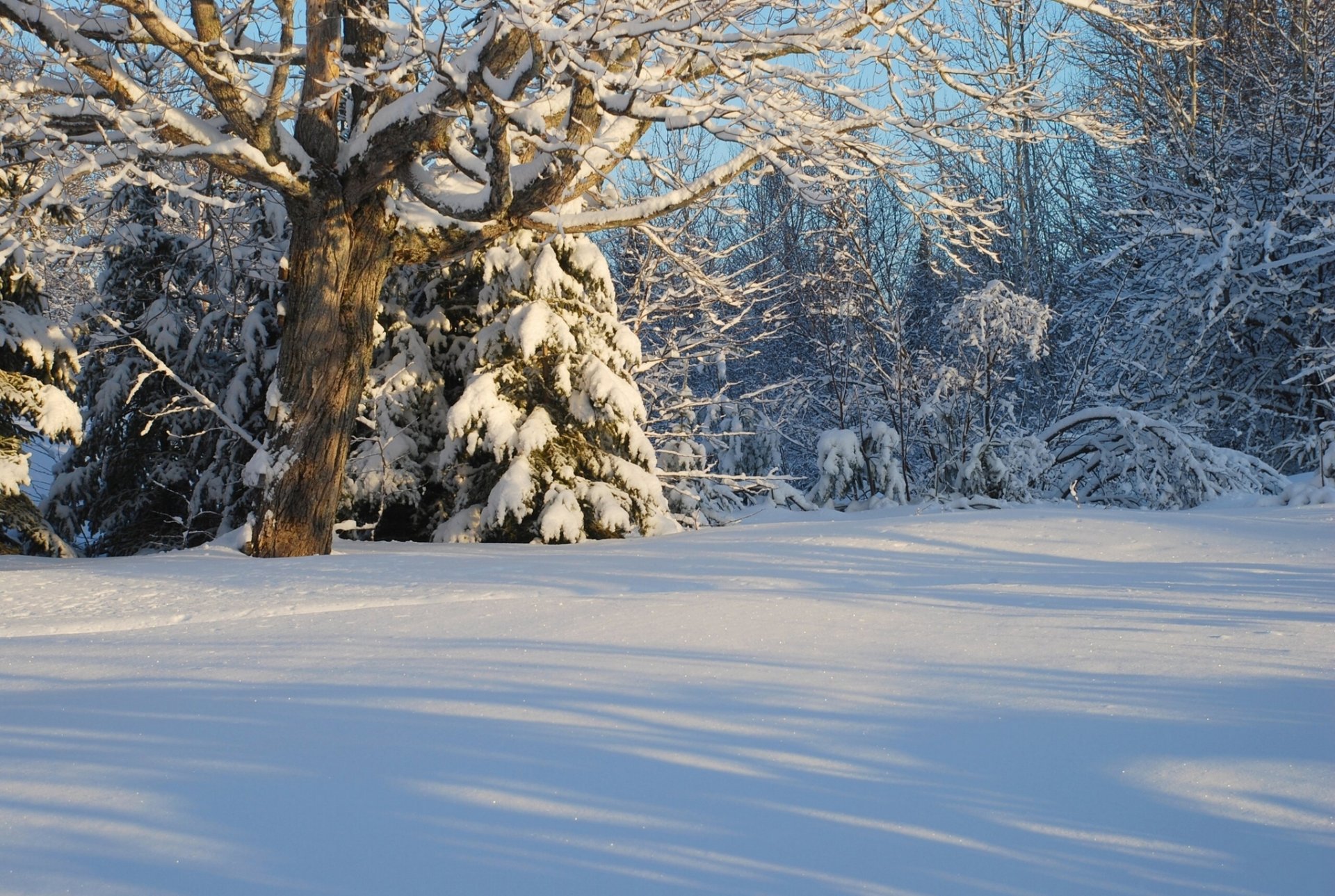 canadá invierno nieve bosque árboles