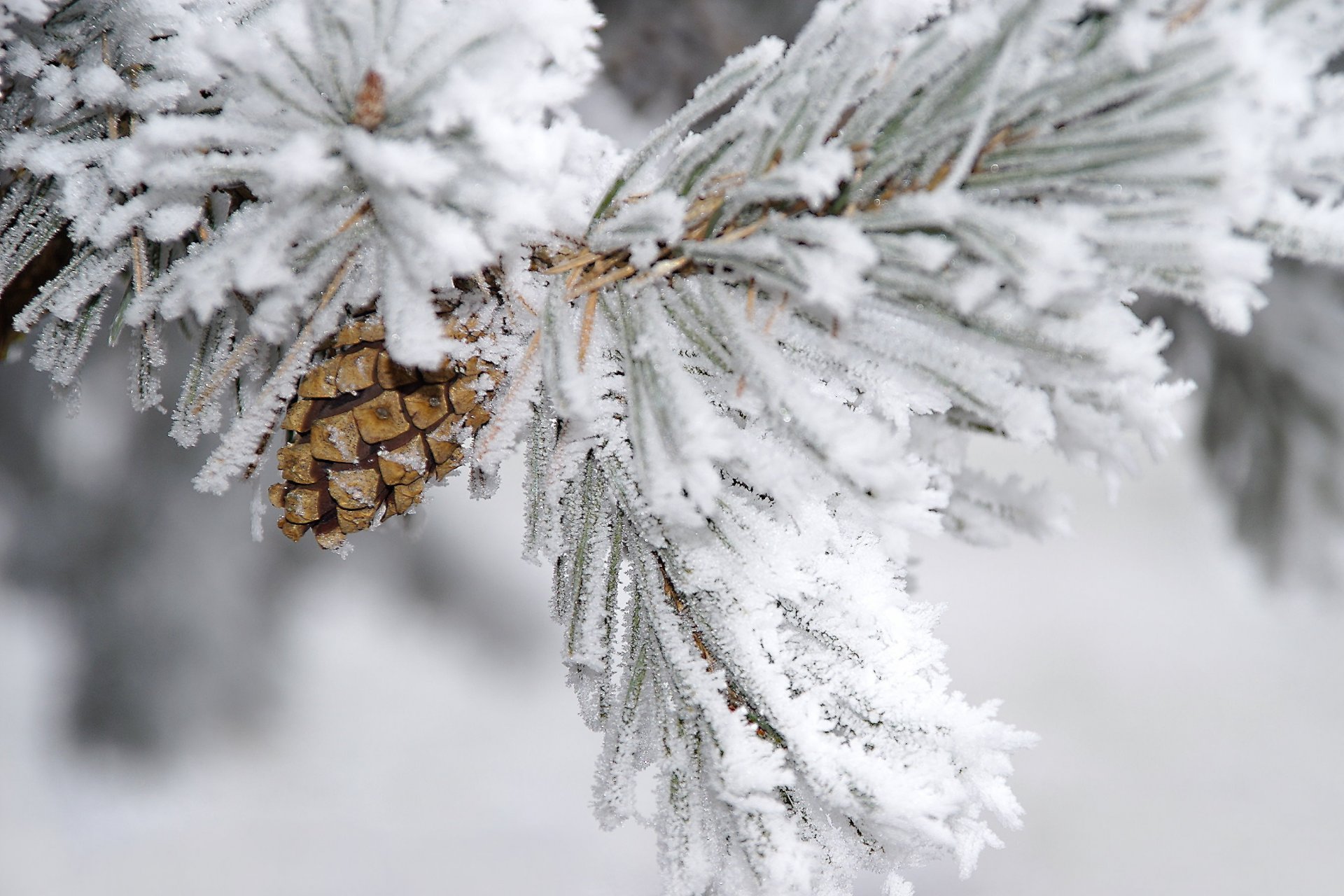 branche hiver pin neige pomme de pin