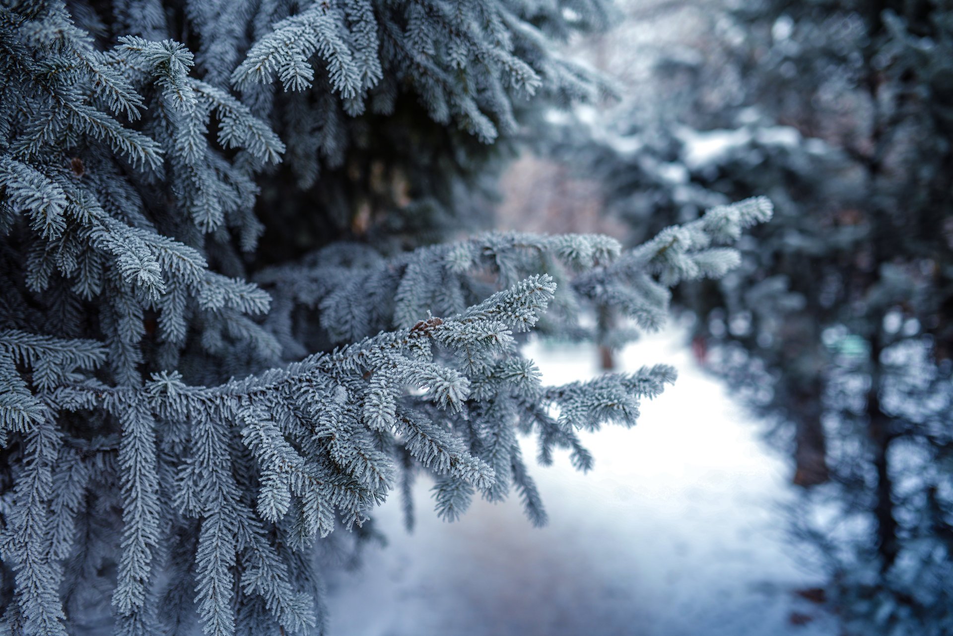 nature sapins pins hiver neige brindilles aiguilles