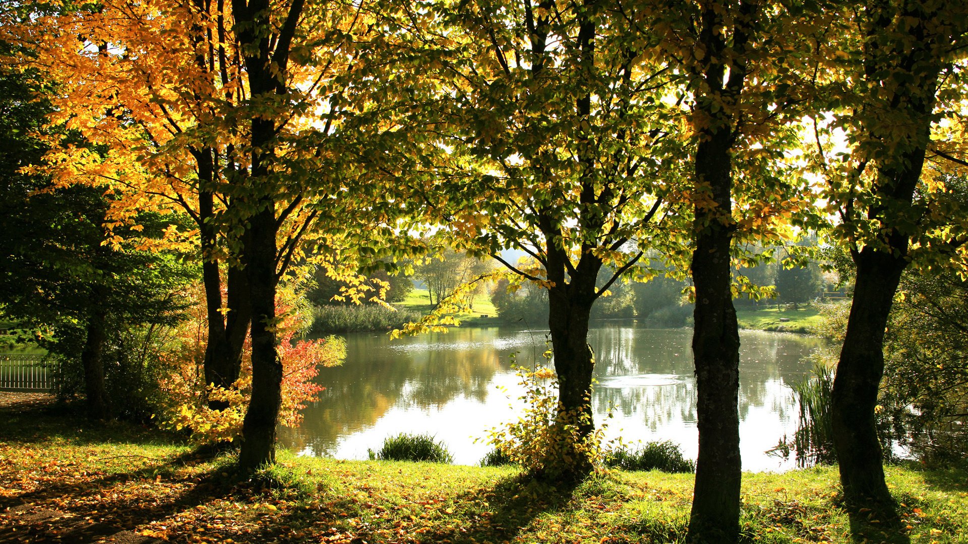 automne feuillage doré lac clôture réflexions arbres lumière du soleil