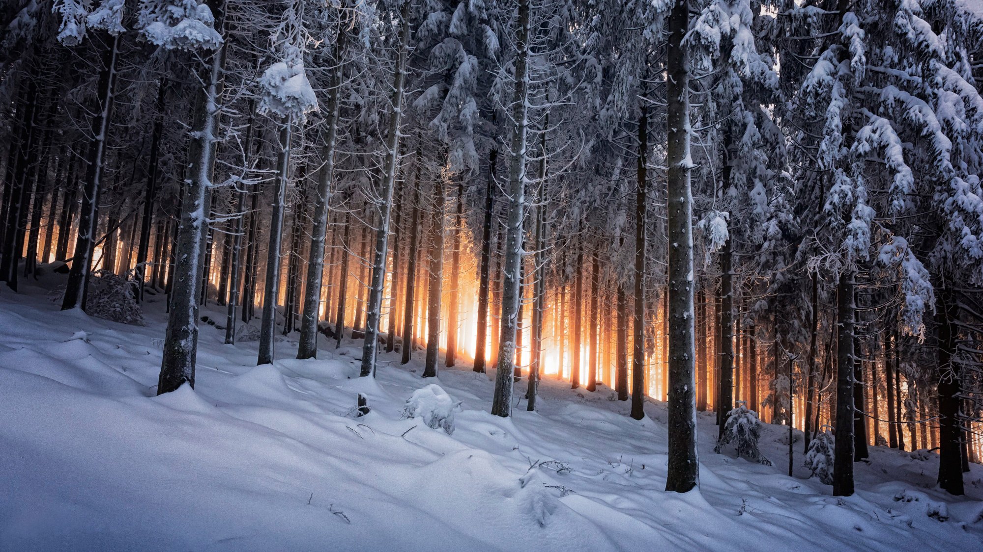 forêt noire allemagne hiver forêt