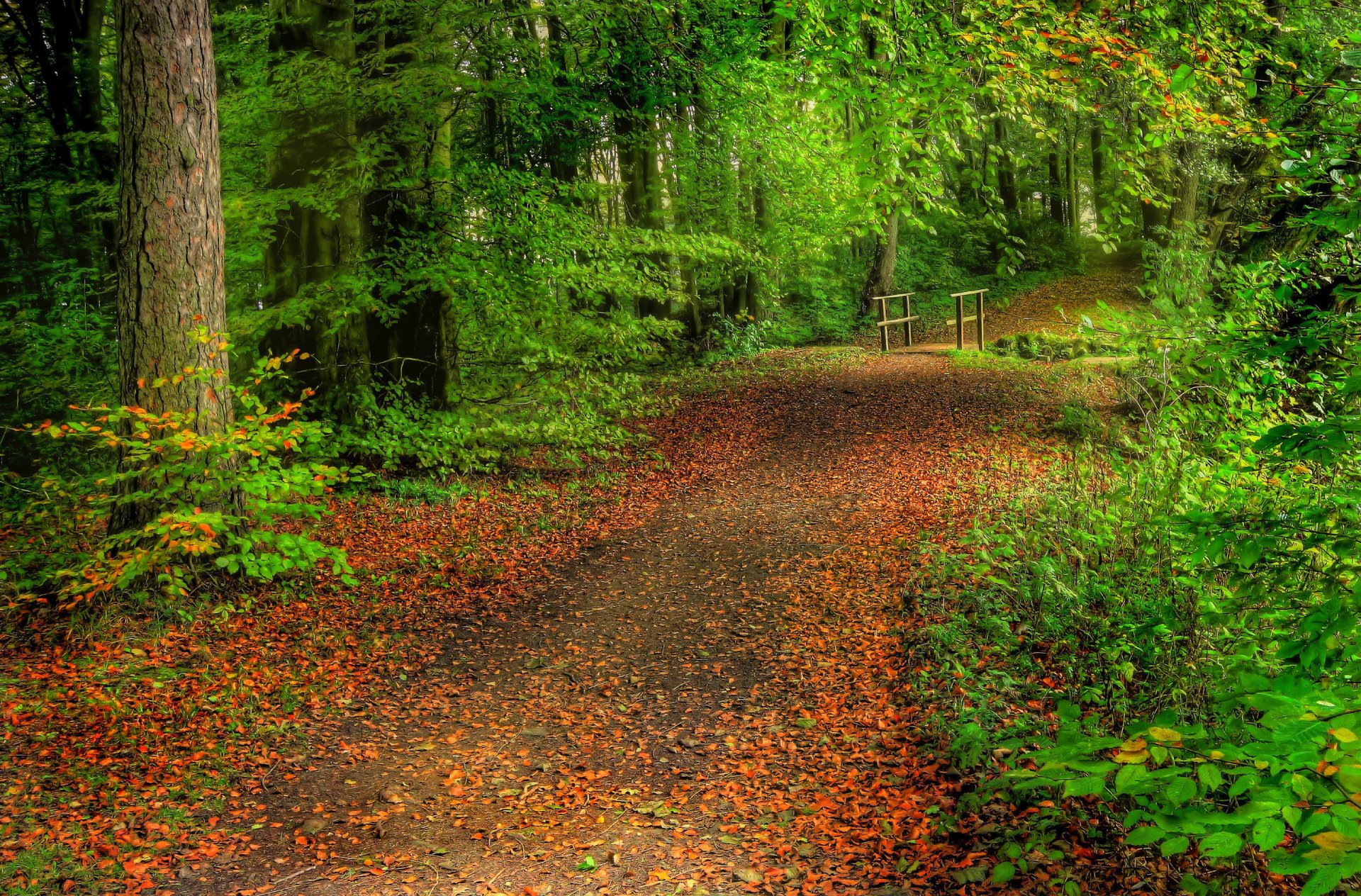 forest tree road leaves bridge