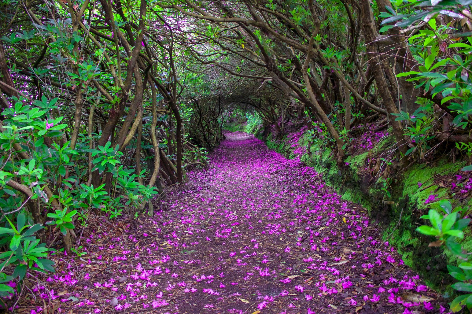 kenmare irland park tunnel büsche bäume allee blütenblätter