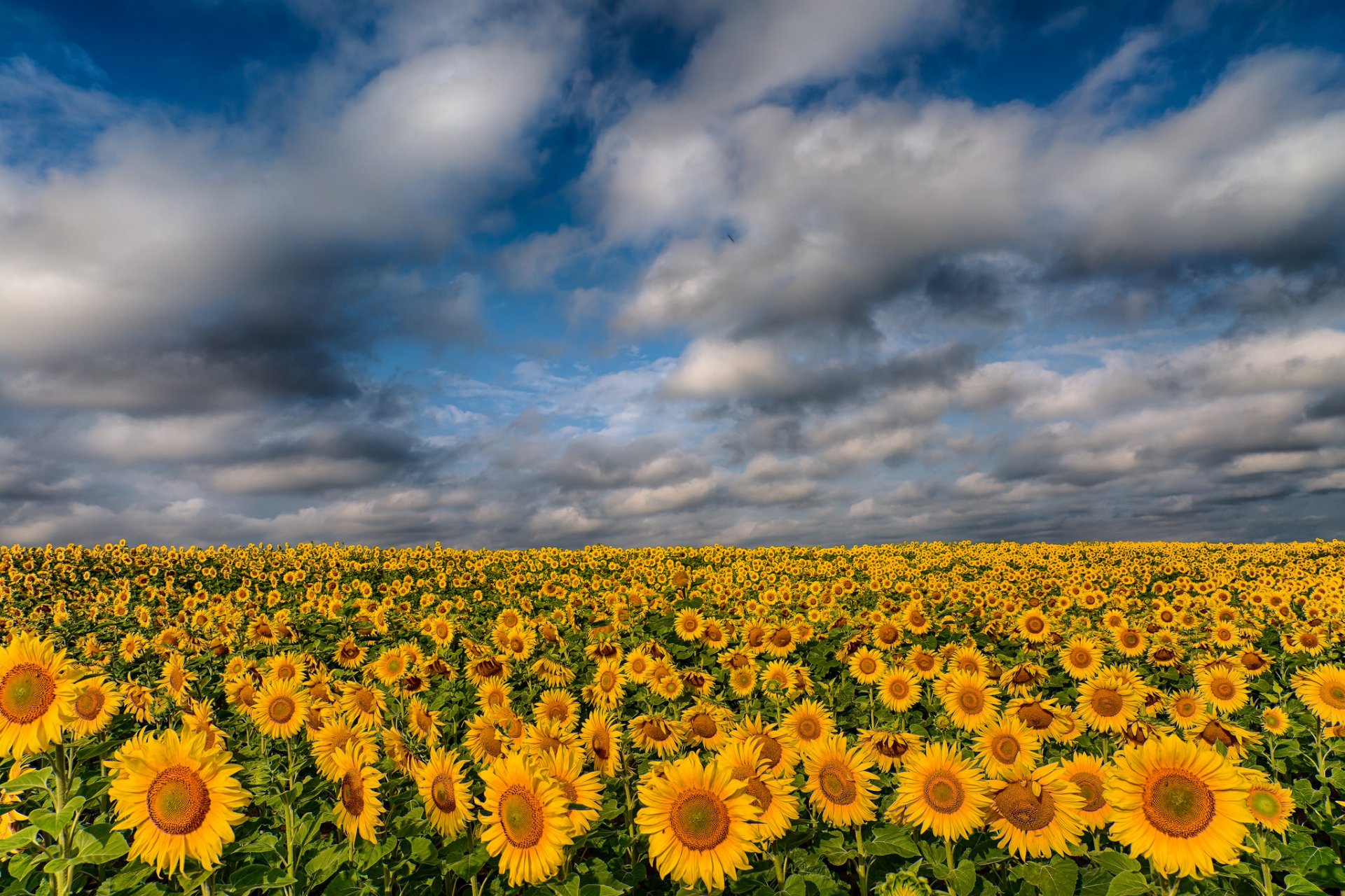 girasoles campo nubes