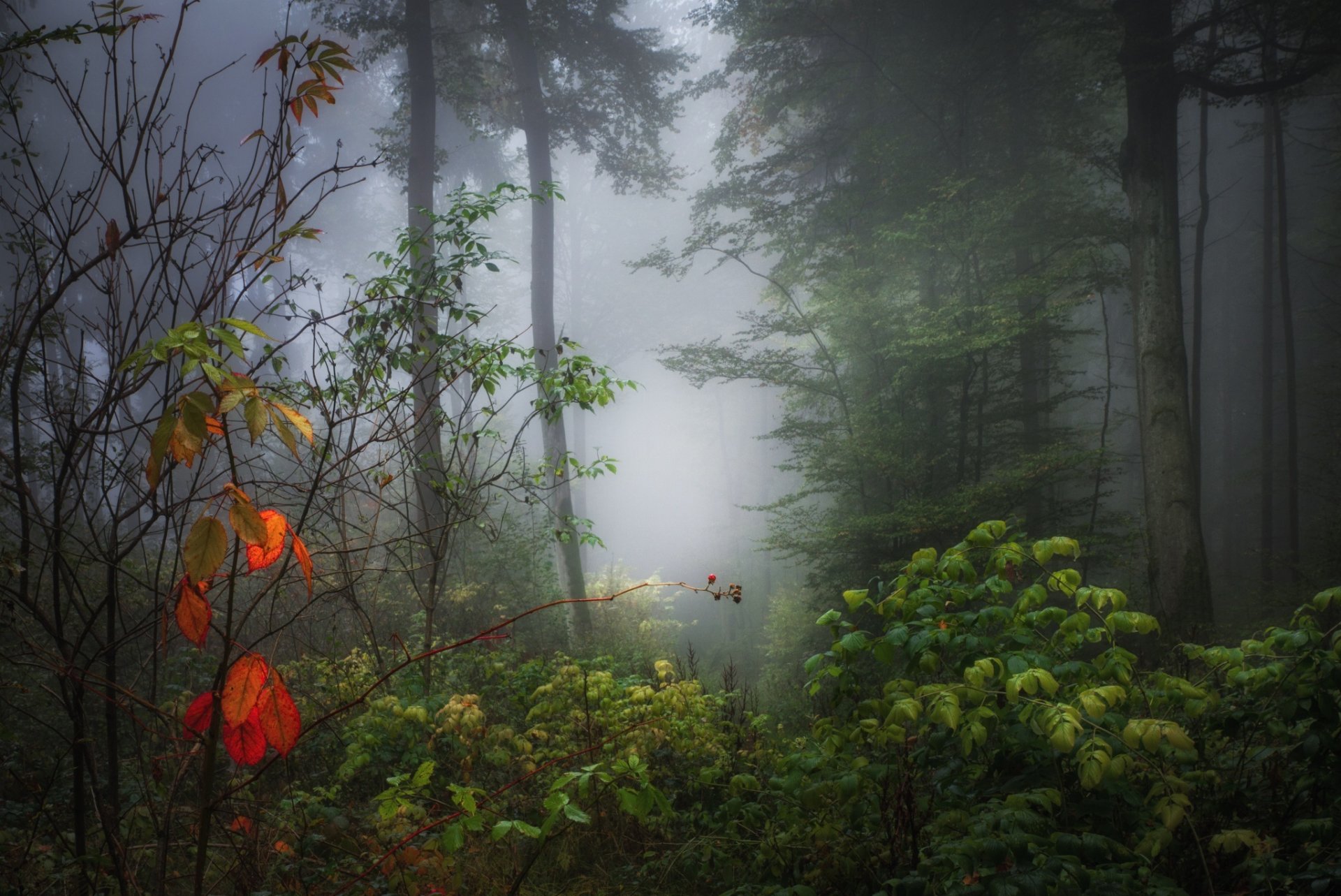 forêt brouillard automne feuilles