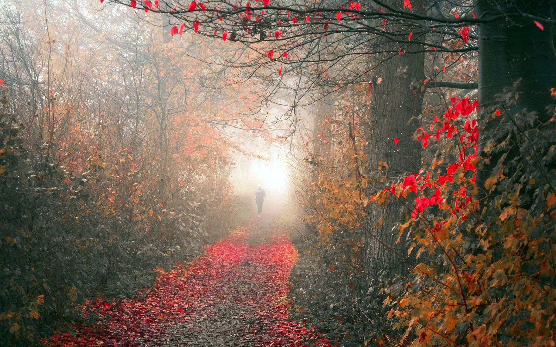 otoño parque niebla naturaleza