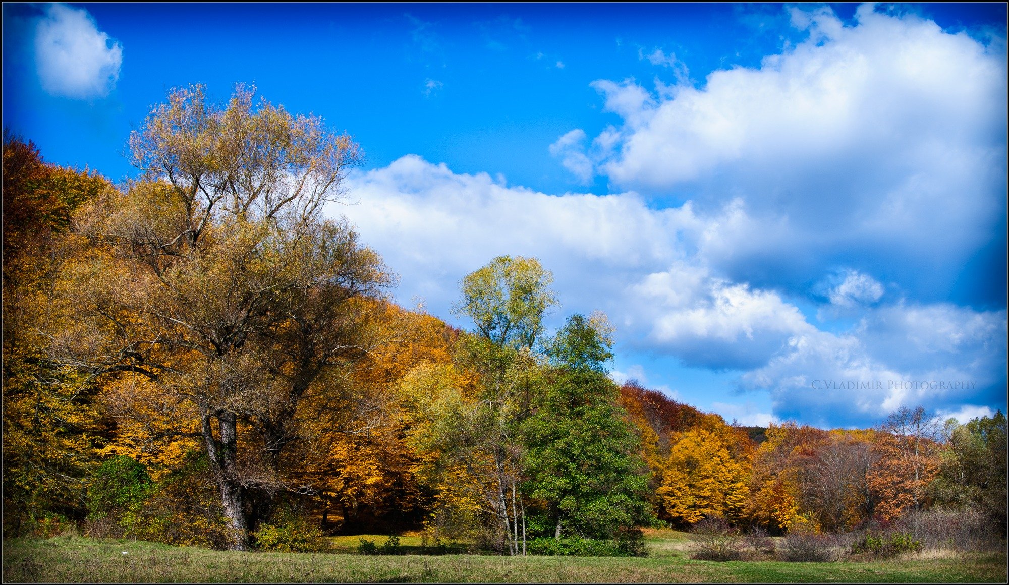 autunno alberi fogliame cielo nuvole