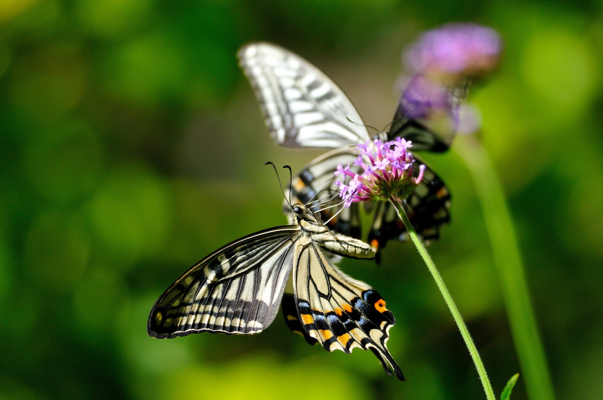 nature butterflies insects flower macro flowers plant