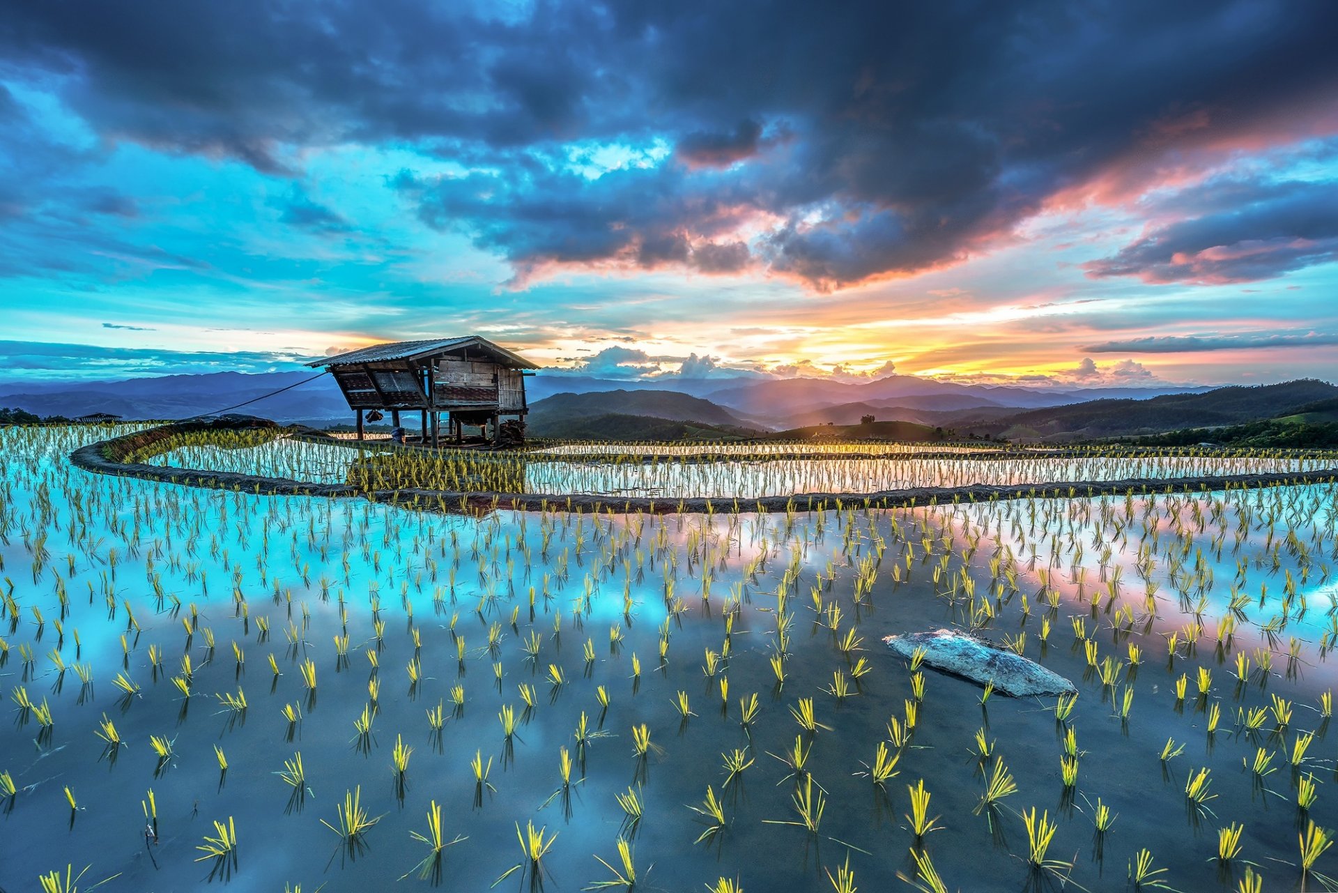 asia plantación arroz cabaña