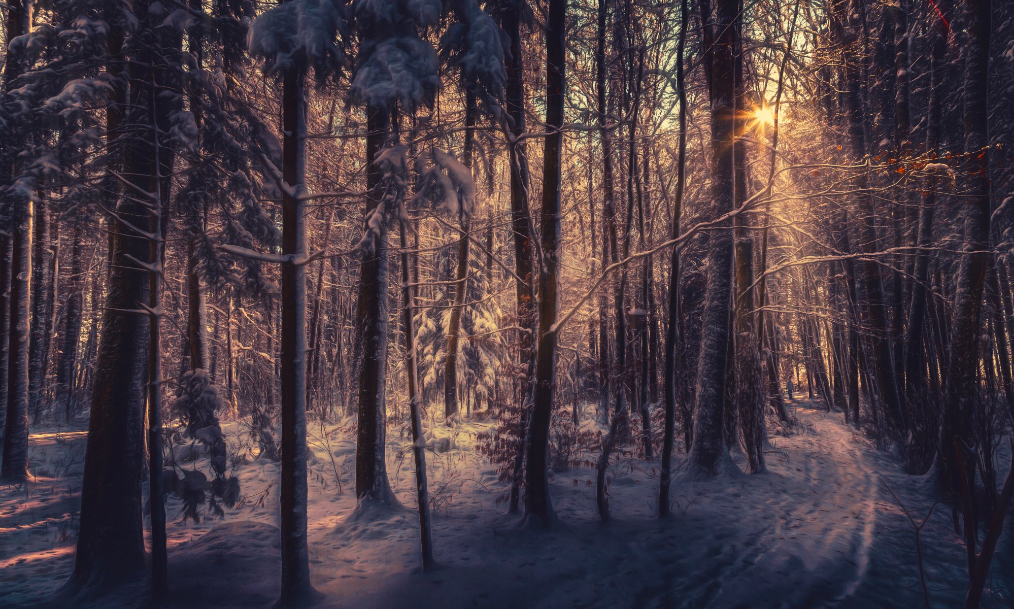 winterwald sonnenlicht verarbeitung schnee