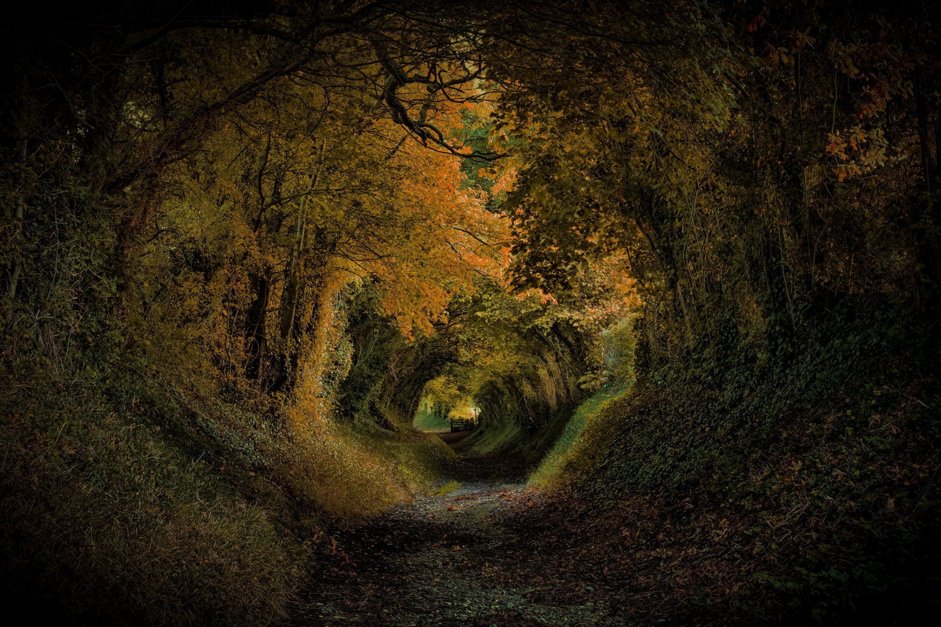 halnaker angleterre parc arbres pente tunnel