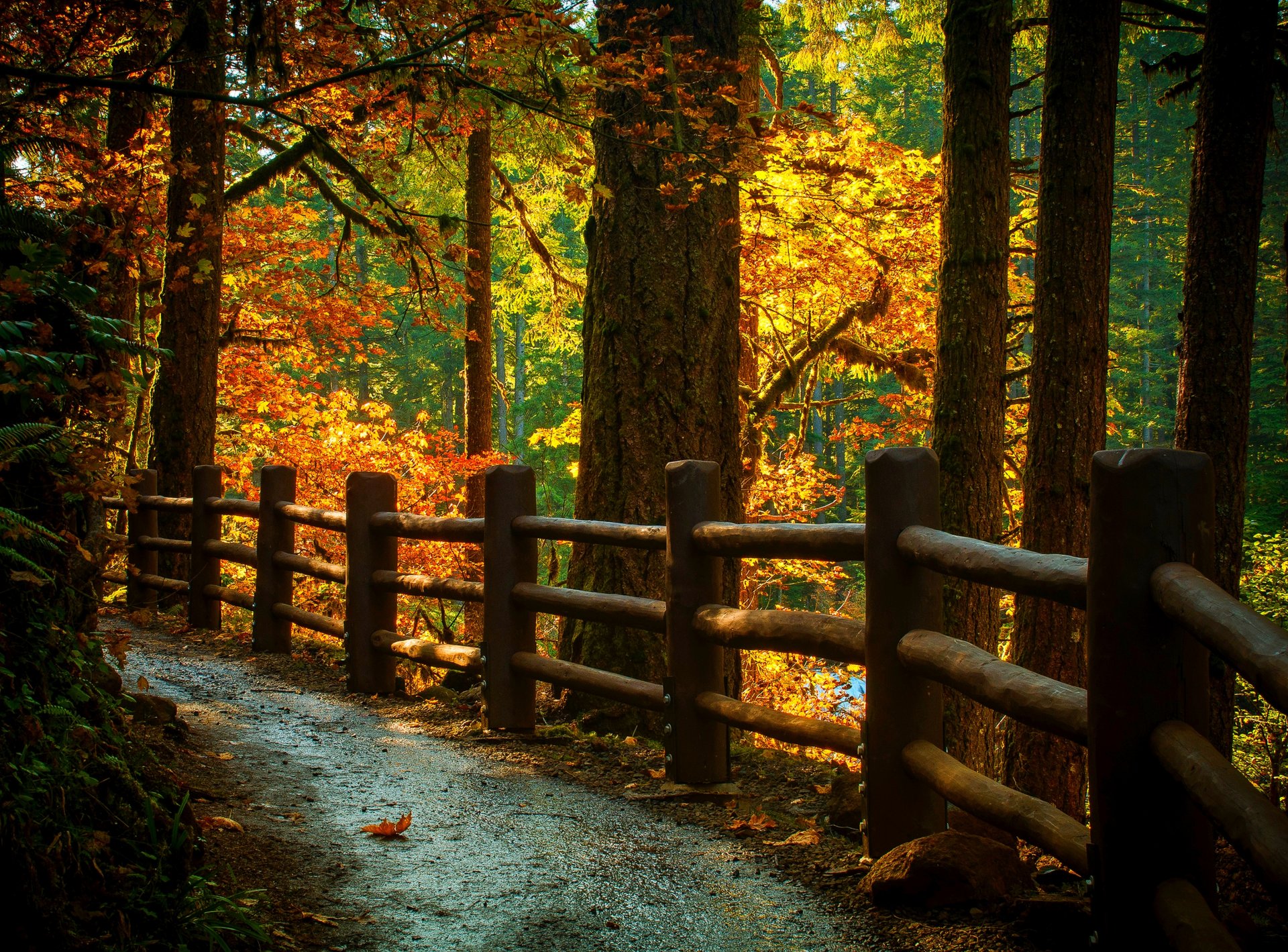 nature trees mountain leaves colorful road autumn fall colors walk