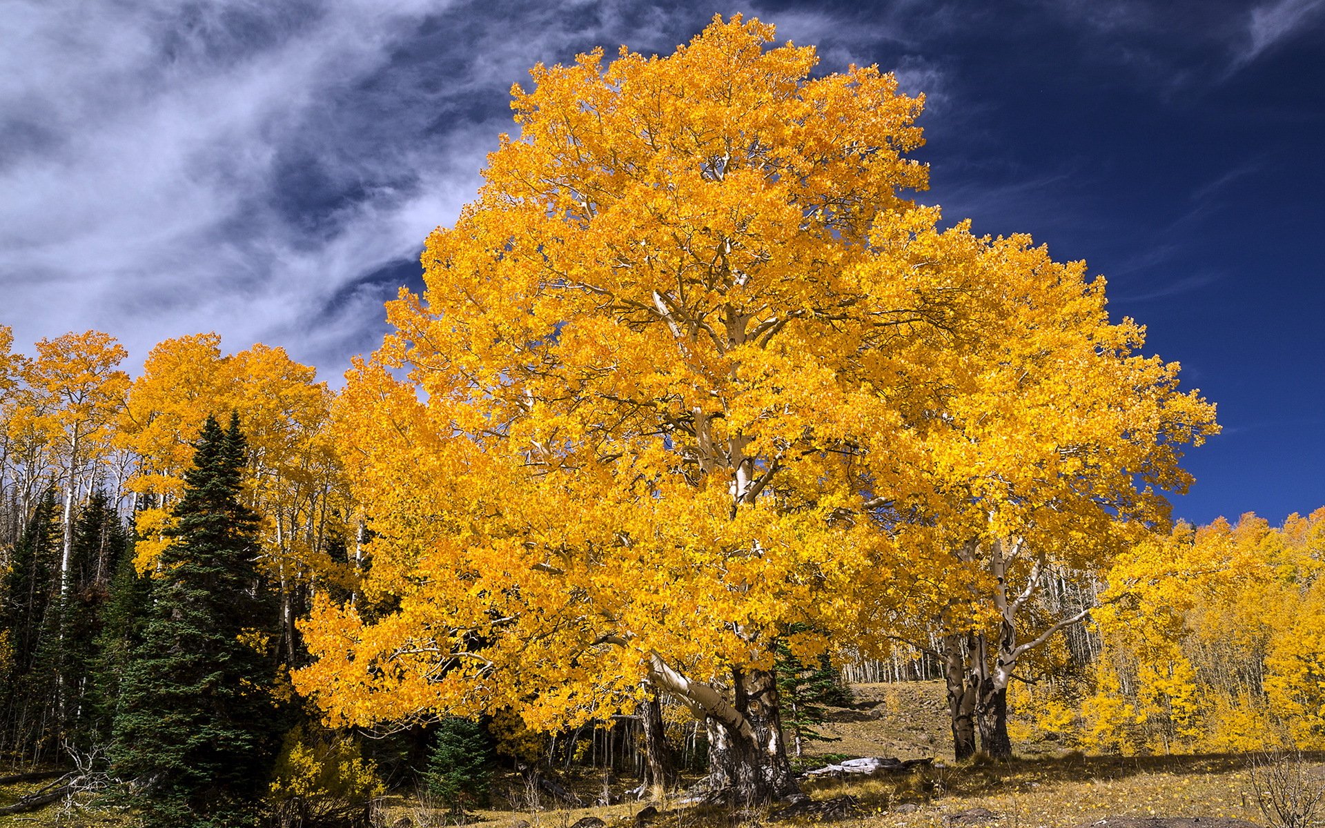 arbre automne paysage