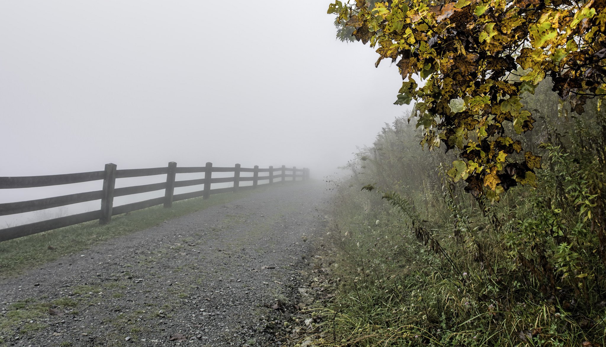 united states north carolina autumn grass tree leaves path fence fencing fog