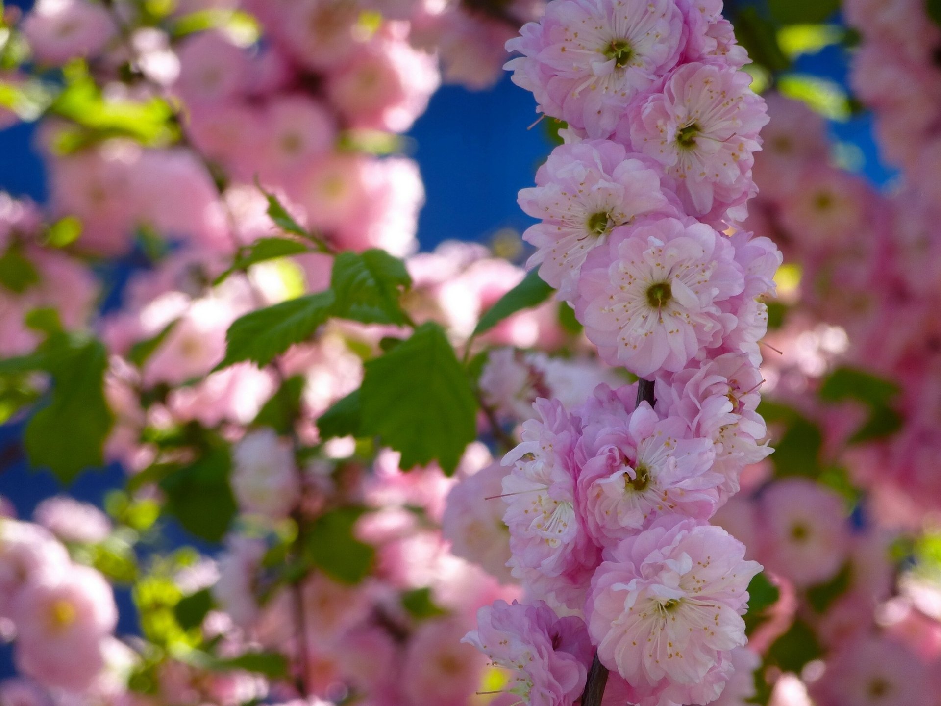 mandeln zweig blüte frühling blumen