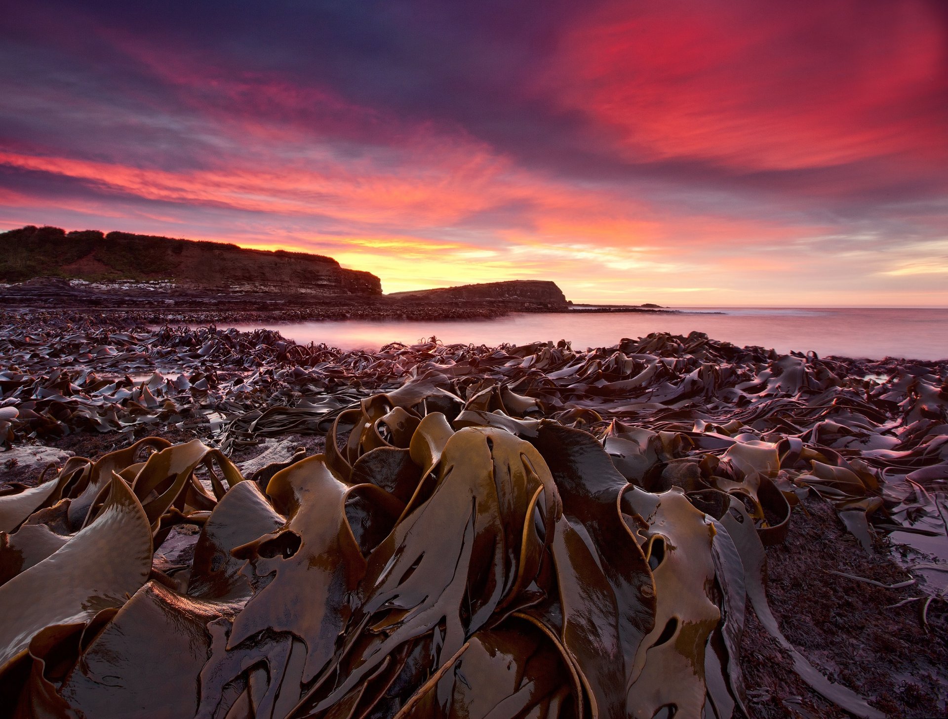 côte algues matin