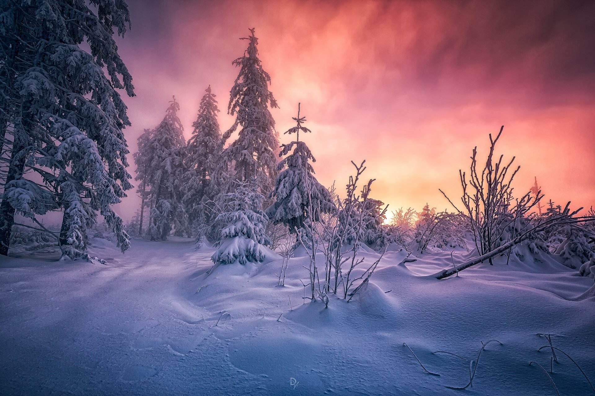 outhwest germany baden-wurttemberg black forest snow forest morning