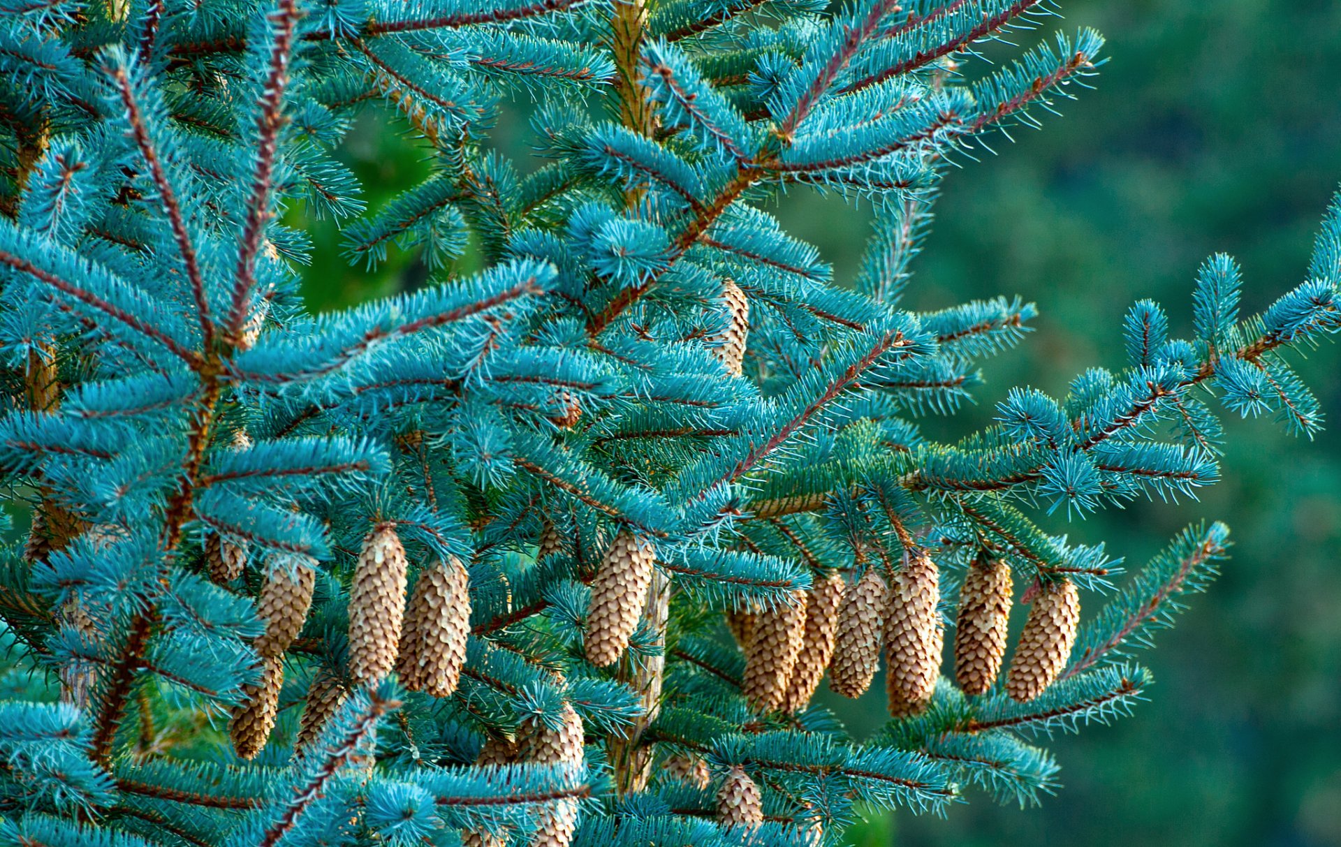 forêt arbre sapin épinette cônes