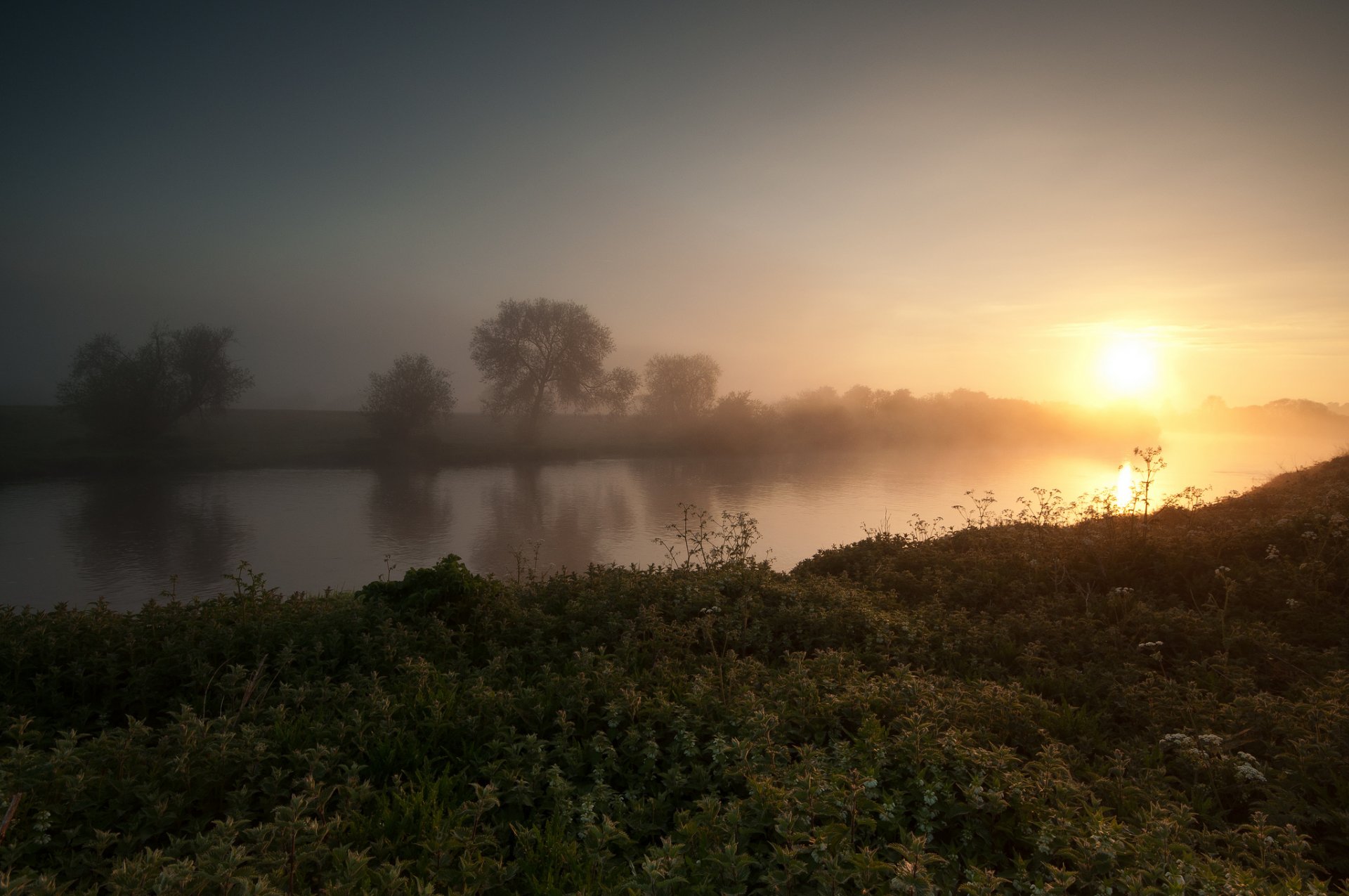 tree river morning fog sunrise summer