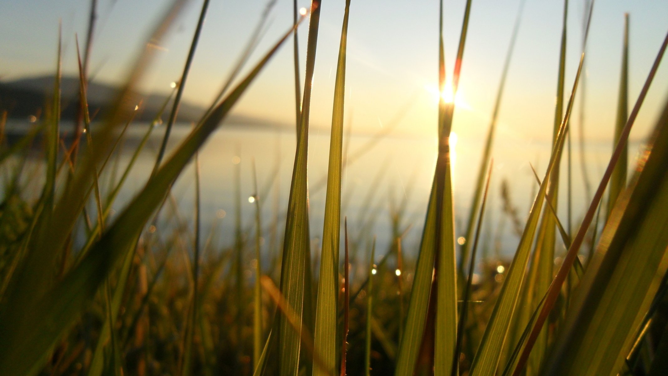 herbe eau étang lac soleil