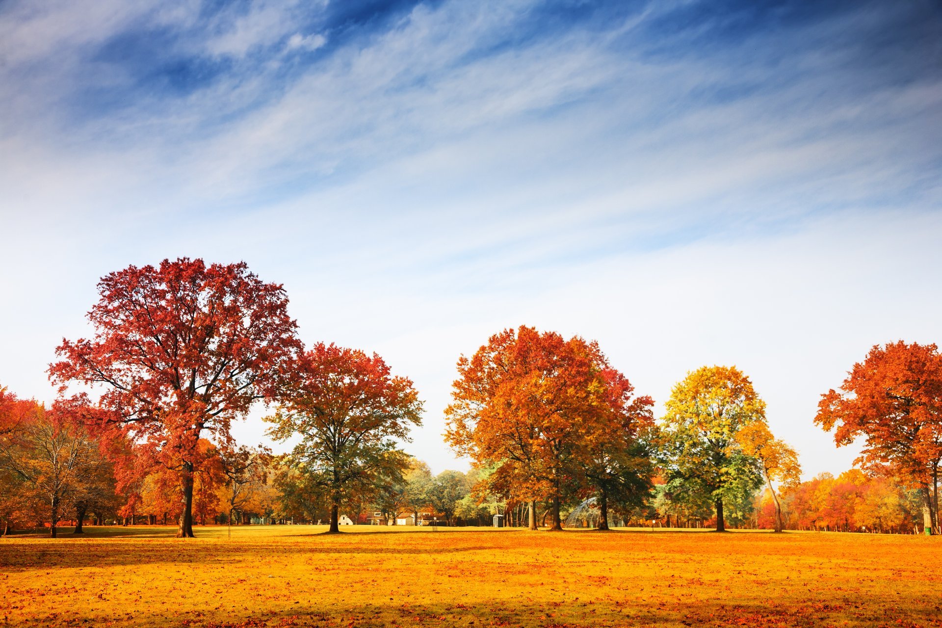 herbst park bäume